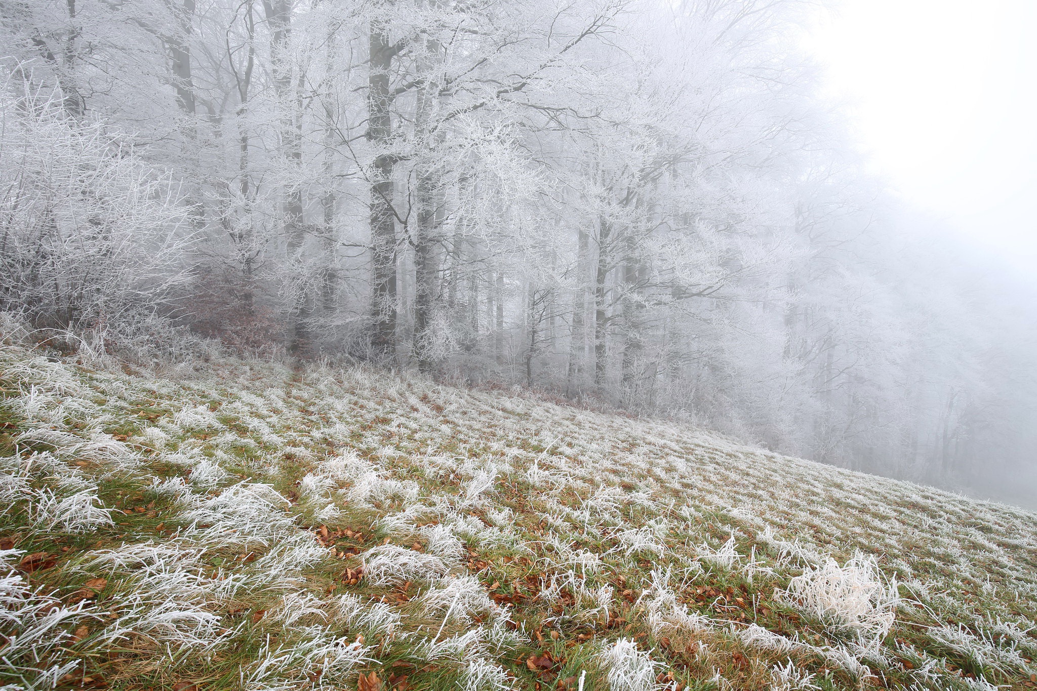 Download mobile wallpaper Winter, Snow, Tree, Fog, Earth, Frost for free.