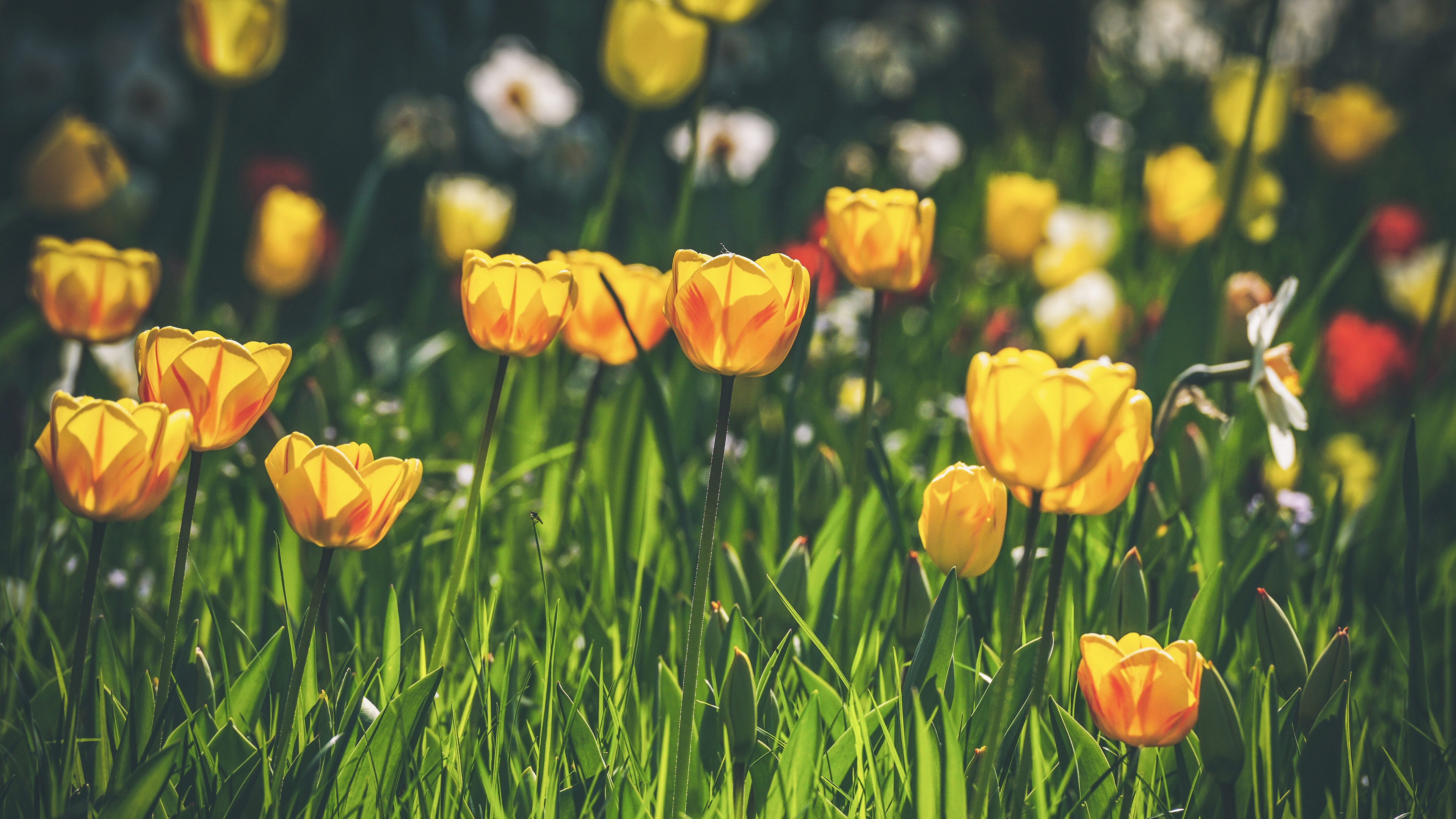 463506 Bildschirmschoner und Hintergrundbilder Blumen auf Ihrem Telefon. Laden Sie  Bilder kostenlos herunter