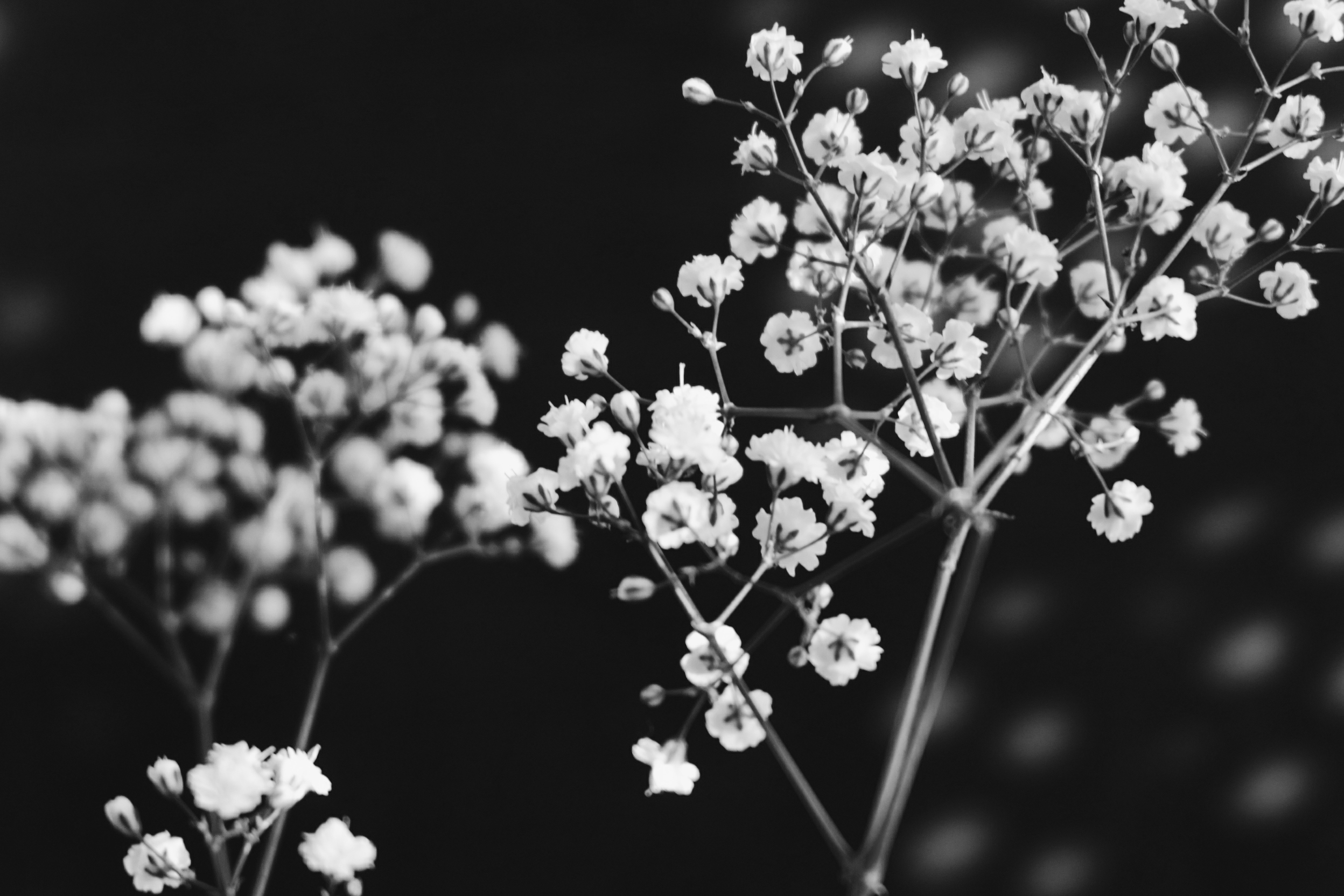 Free download wallpaper Flower, Macro, Blur, Photography, Blossom, Black & White on your PC desktop