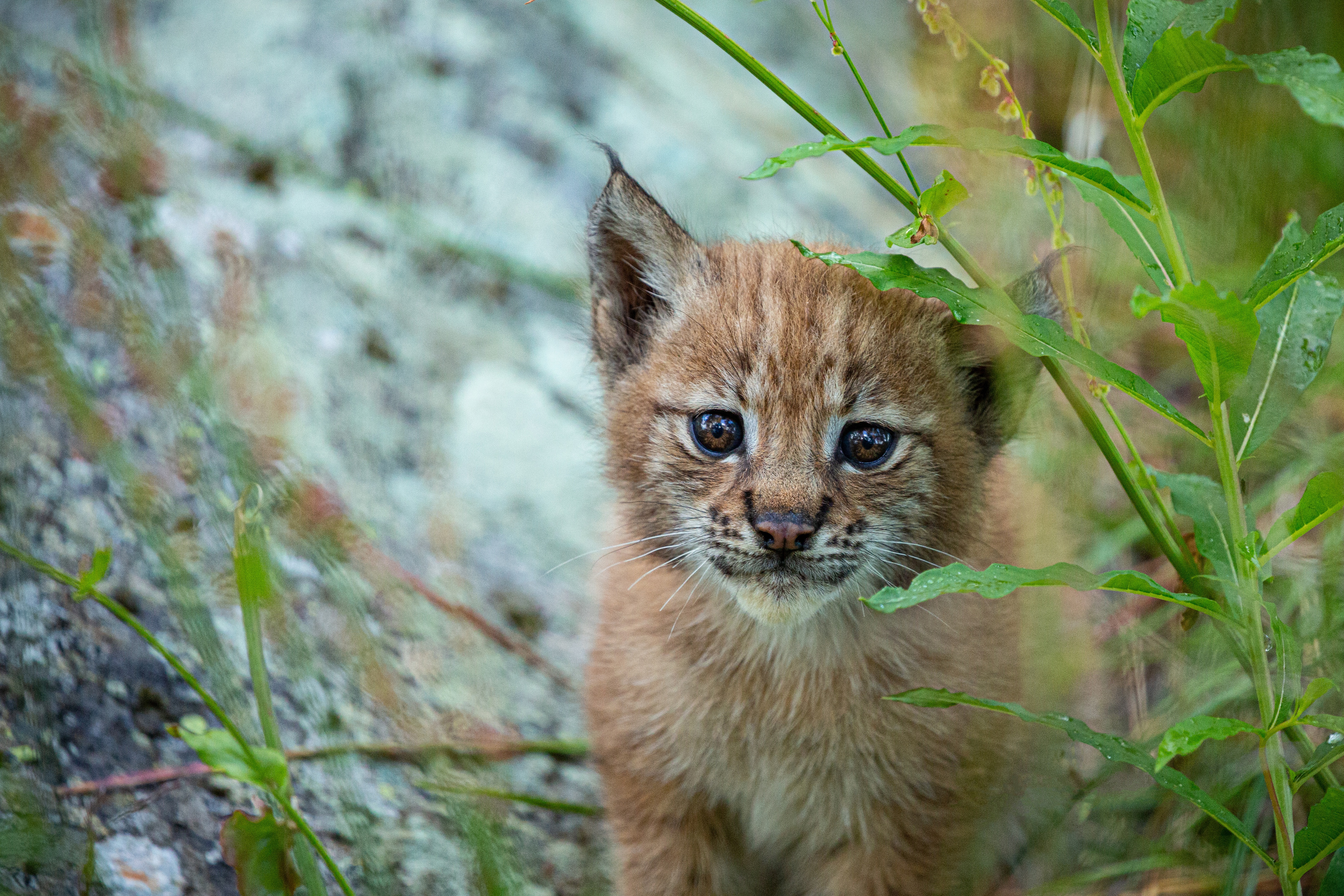 Free download wallpaper Cats, Animal, Baby Animal, Lynx, Cub on your PC desktop