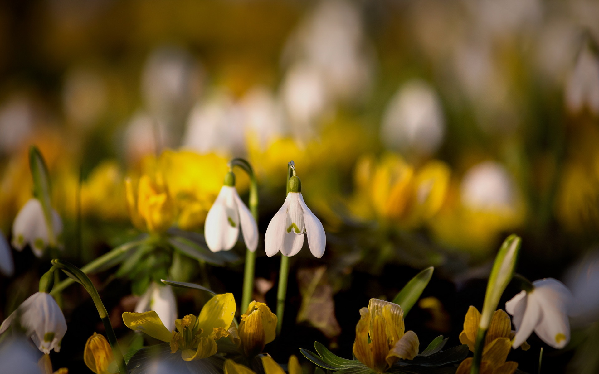 Download mobile wallpaper Nature, Flowers, Flower, Blur, Close Up, Earth, Spring, Snowdrop, White Flower for free.