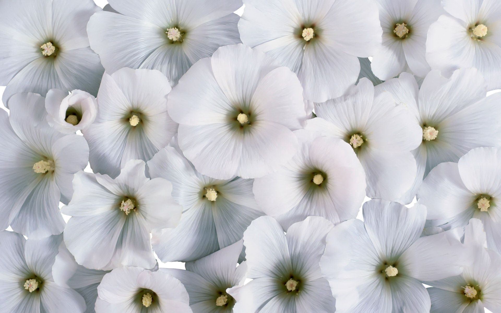 119740 baixar papel de parede flores, branco, muitos, muito, pequeno, pólen - protetores de tela e imagens gratuitamente