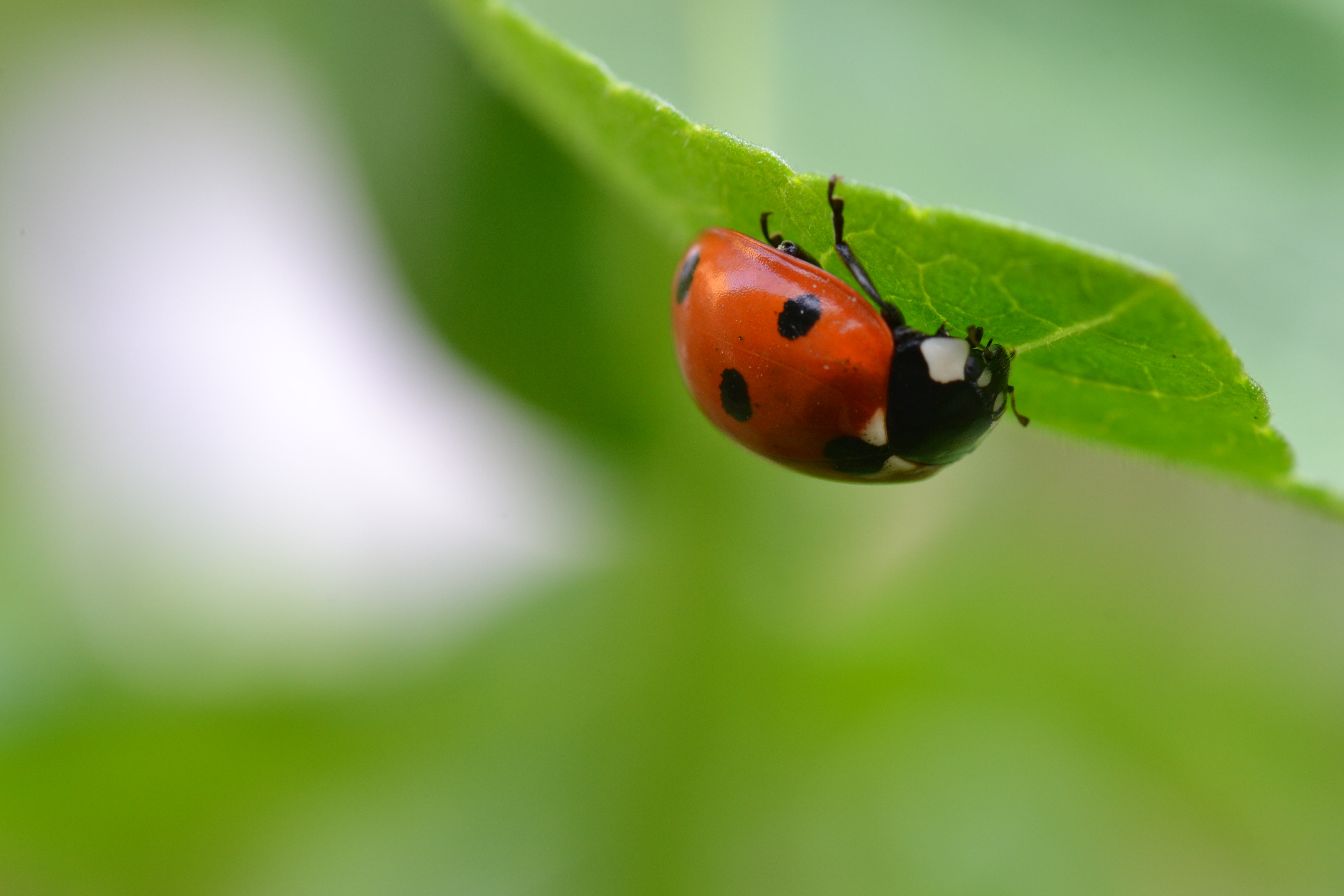 Download mobile wallpaper Macro, Ladybird, Ladybug, Sheet, Leaf, Smooth, Insect, Blur for free.