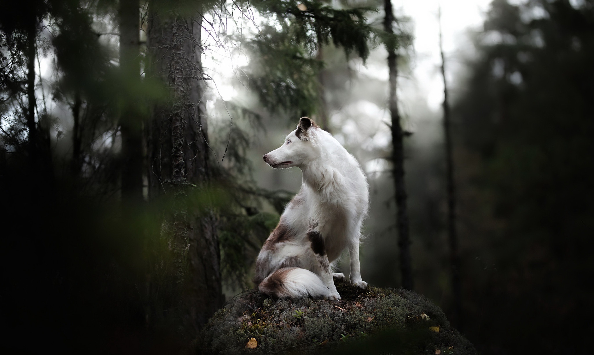 Baixe gratuitamente a imagem Animais, Cães, Cão na área de trabalho do seu PC