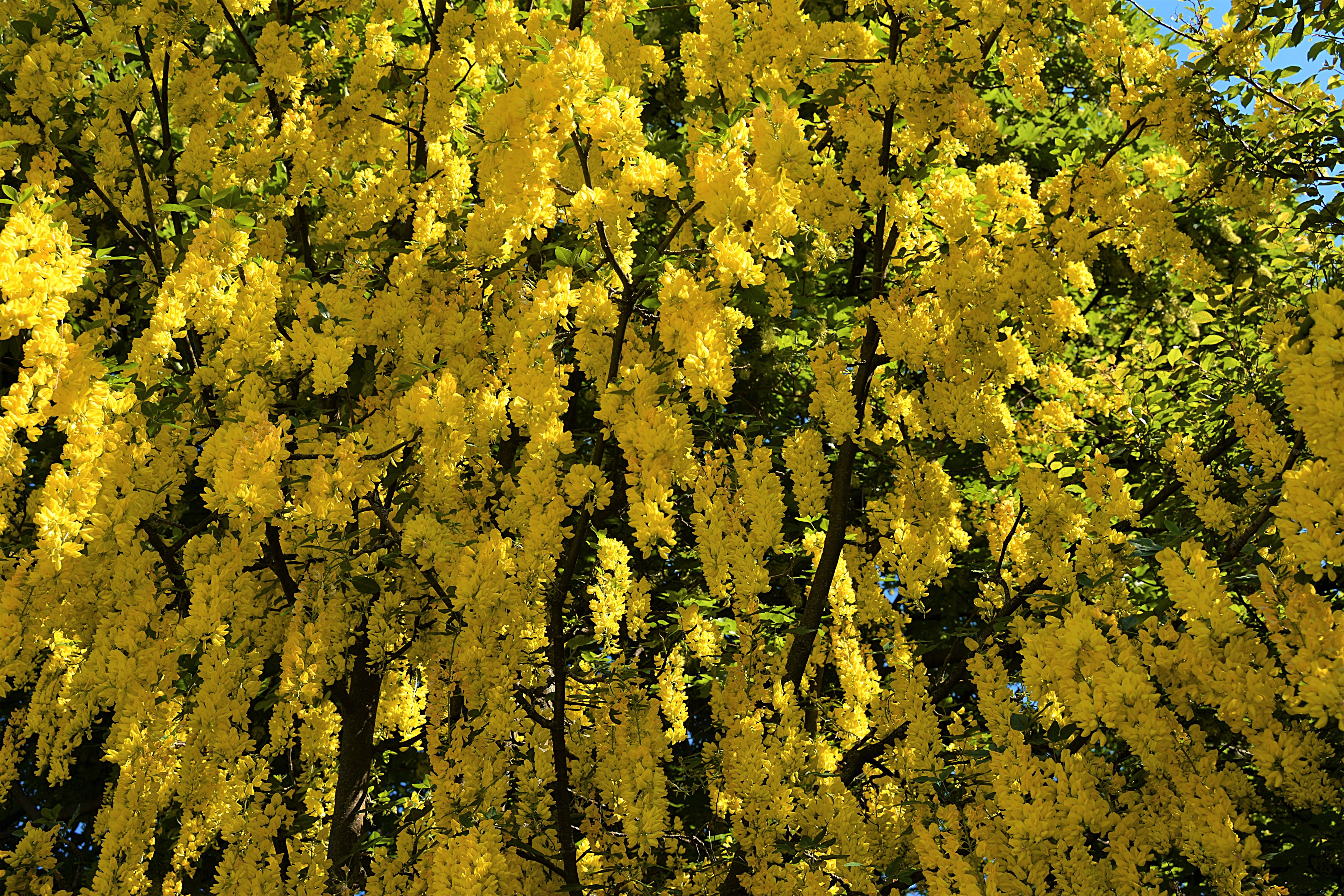 416117 скачать обои глициния, земля/природа, цветущие, желтый цветок, флауэрсы - заставки и картинки бесплатно