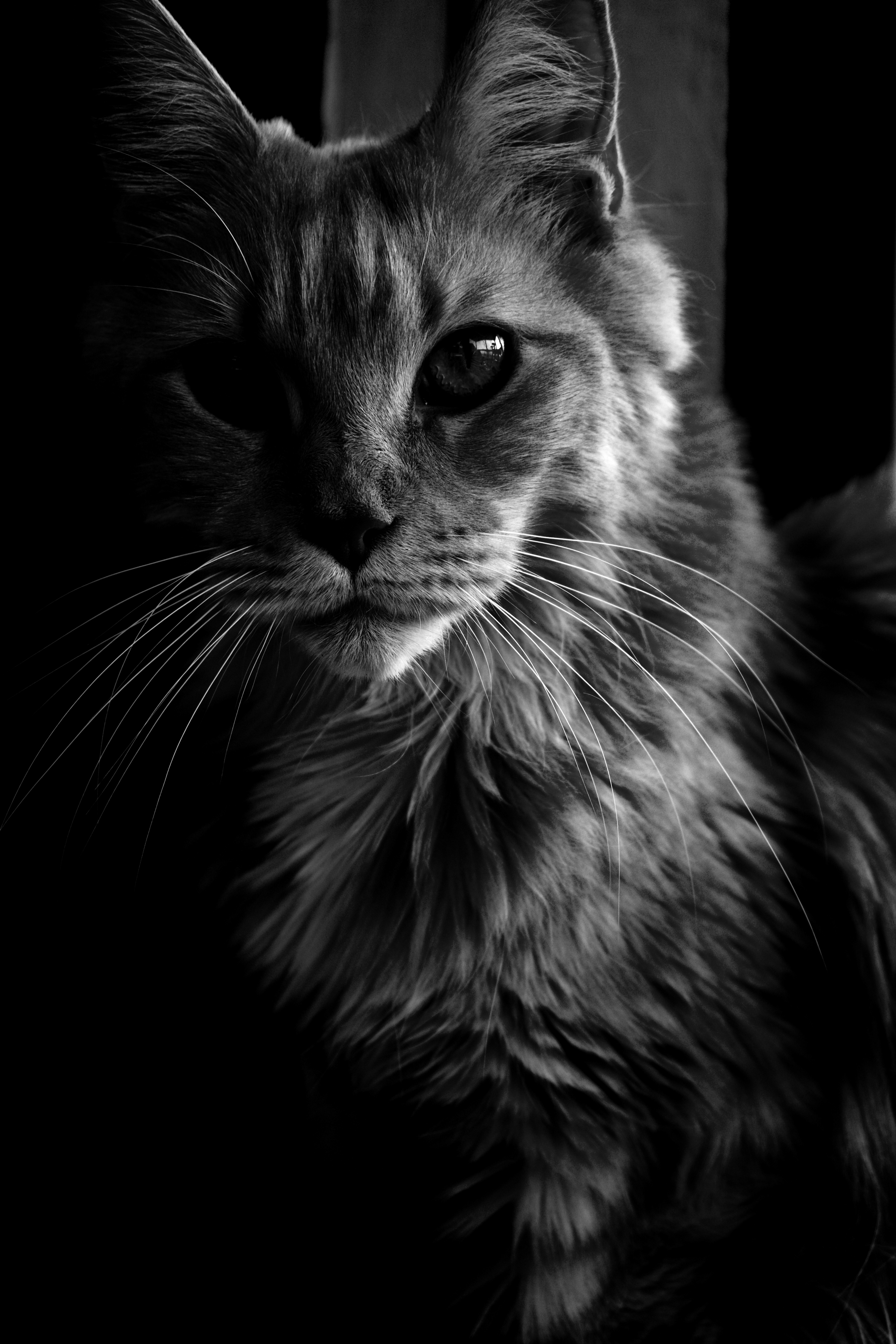 maine coon, animals, chb, cat, fluffy, pet, bw, maine