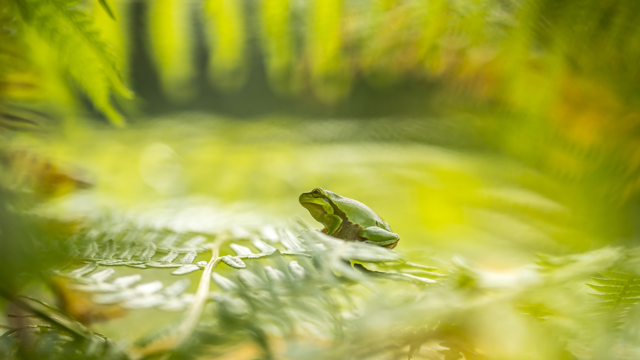 Free download wallpaper Frogs, Animal, Frog, Amphibian, Greenery on your PC desktop