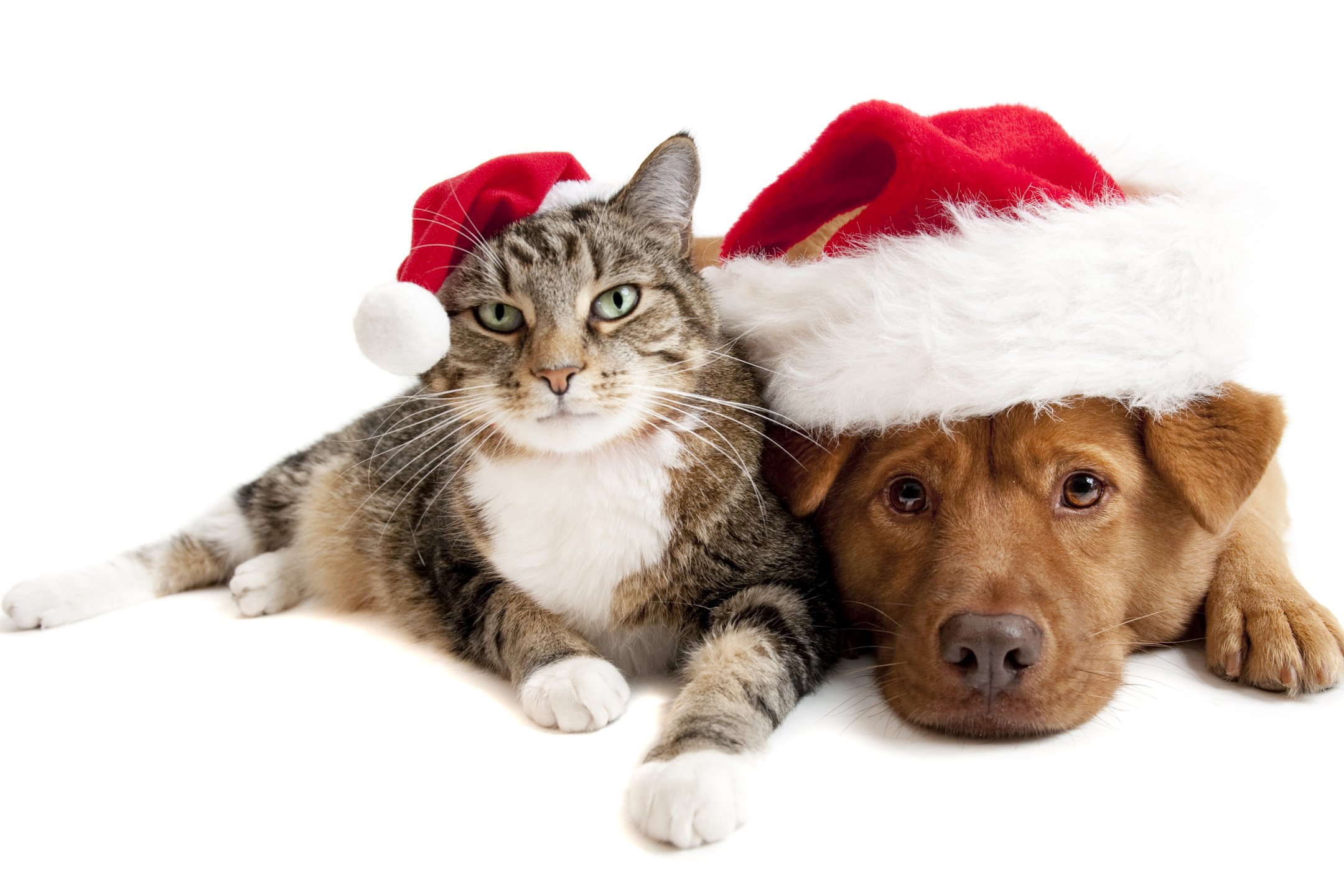 無料モバイル壁紙動物, クリスマス, ネコ, 子猫, 犬, 子犬, サンタハット, キャット＆ドッグをダウンロードします。