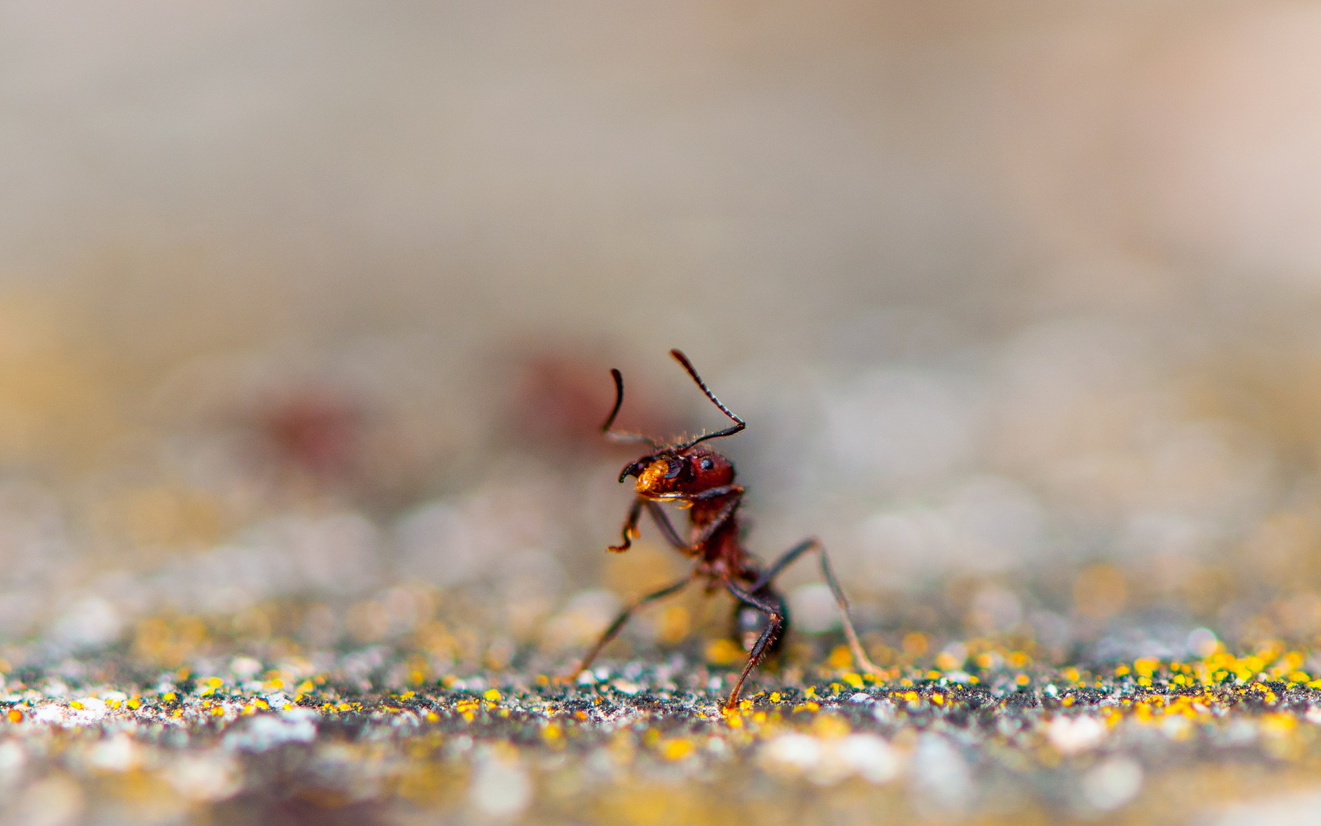 animal, ant