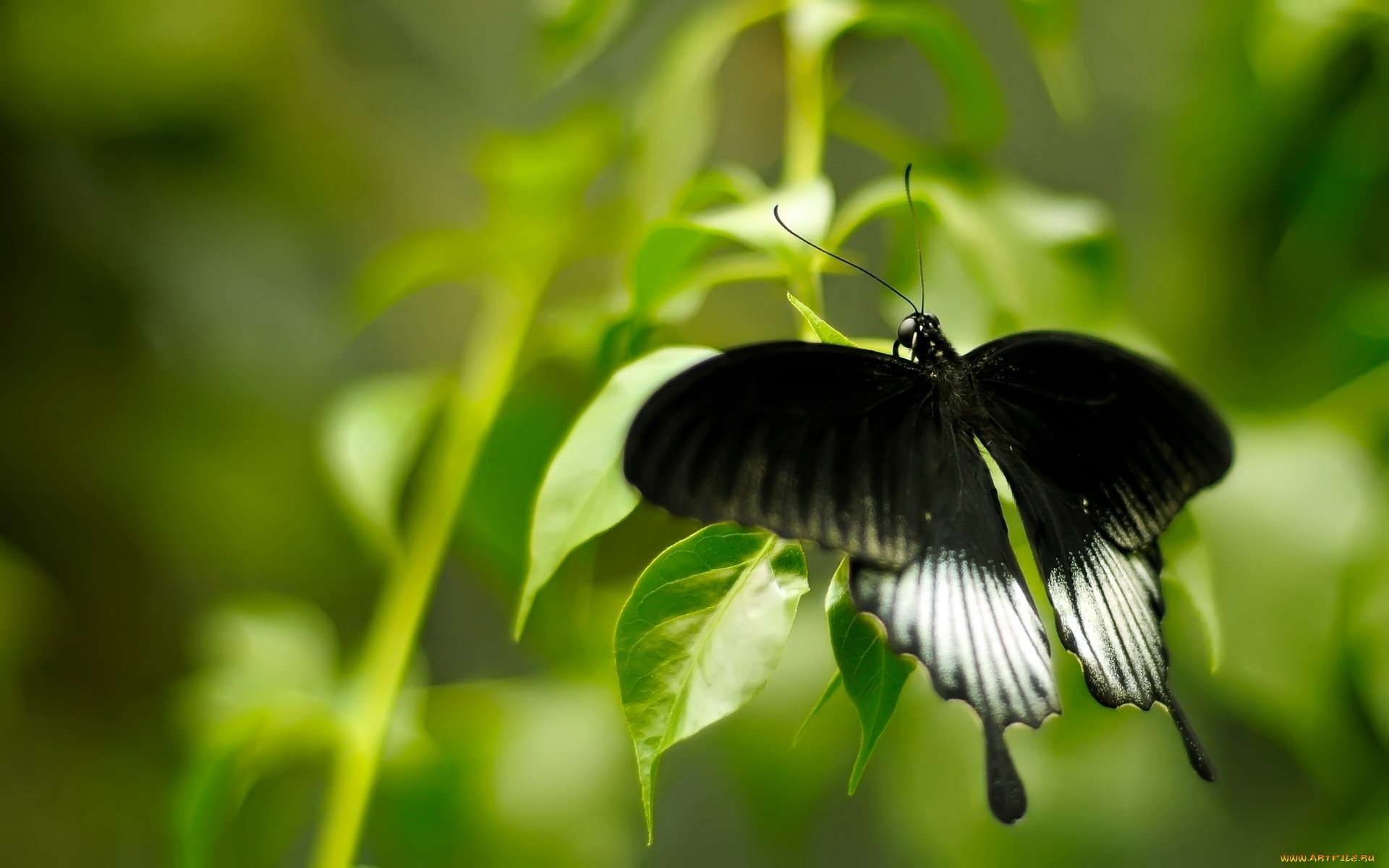 Descarga gratuita de fondo de pantalla para móvil de Insectos, Mariposas.