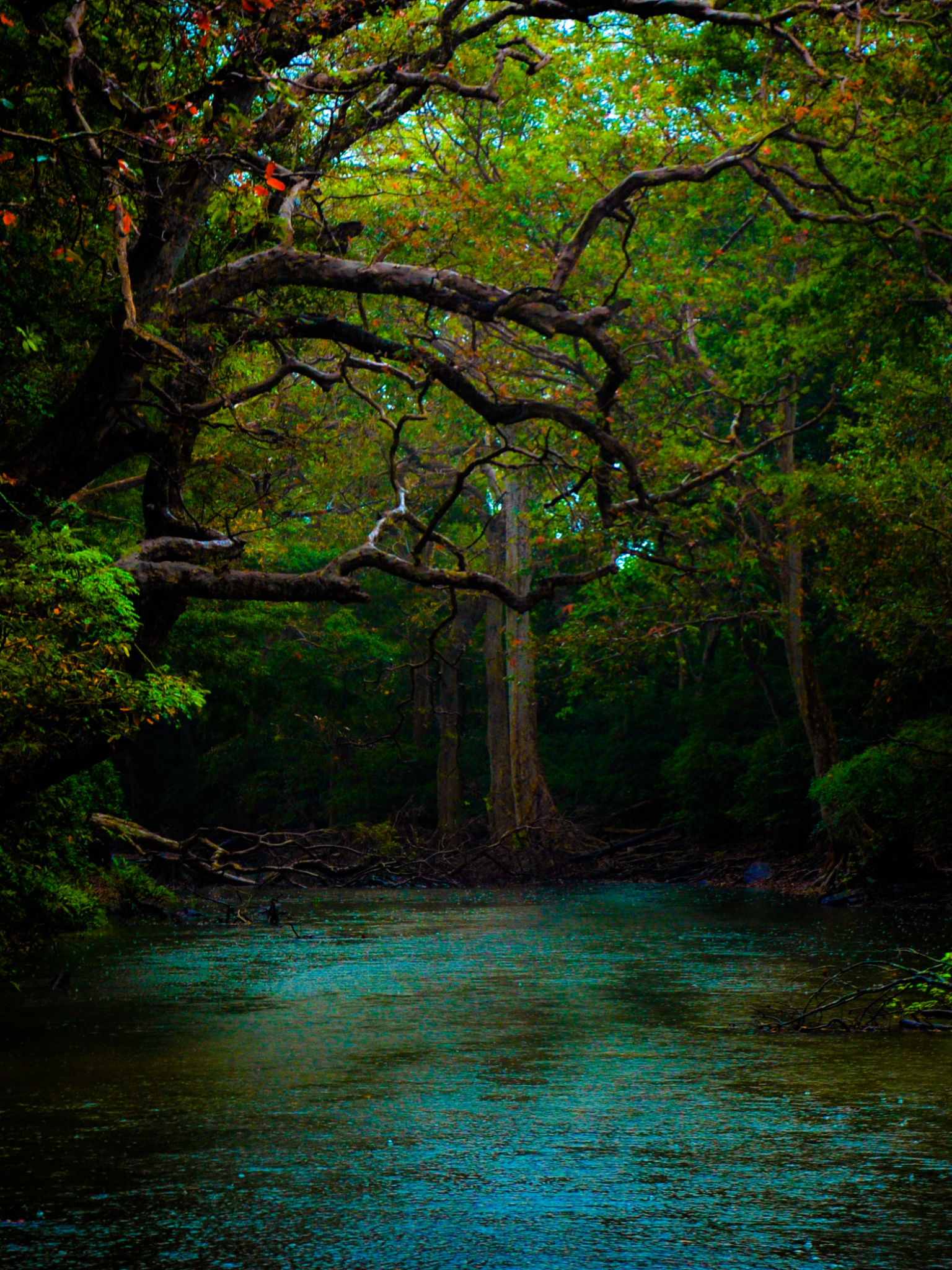 Download mobile wallpaper Forest, Earth, River for free.