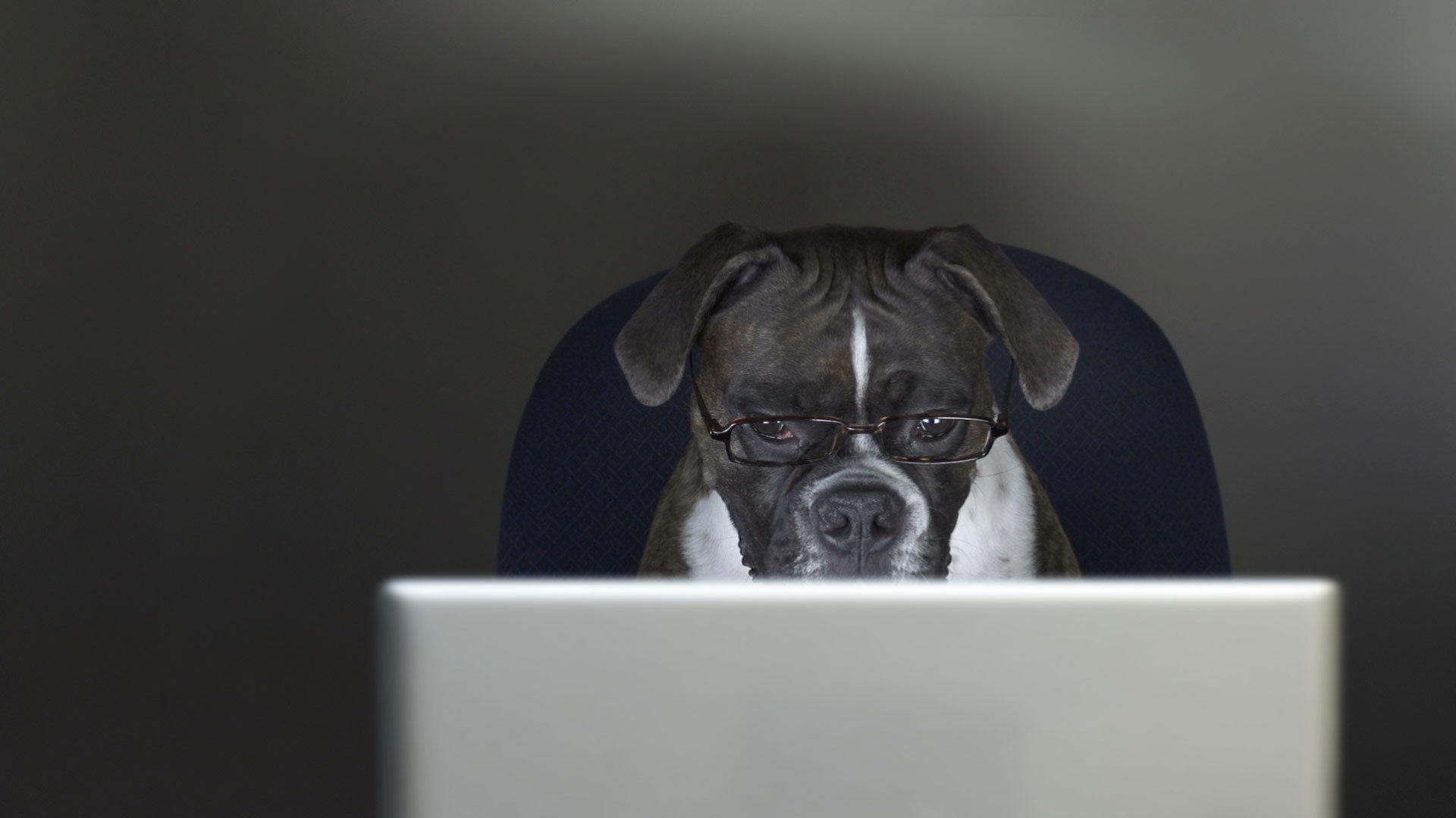 Baixe gratuitamente a imagem Animais, Cães, Cão, Humor, Óculos na área de trabalho do seu PC