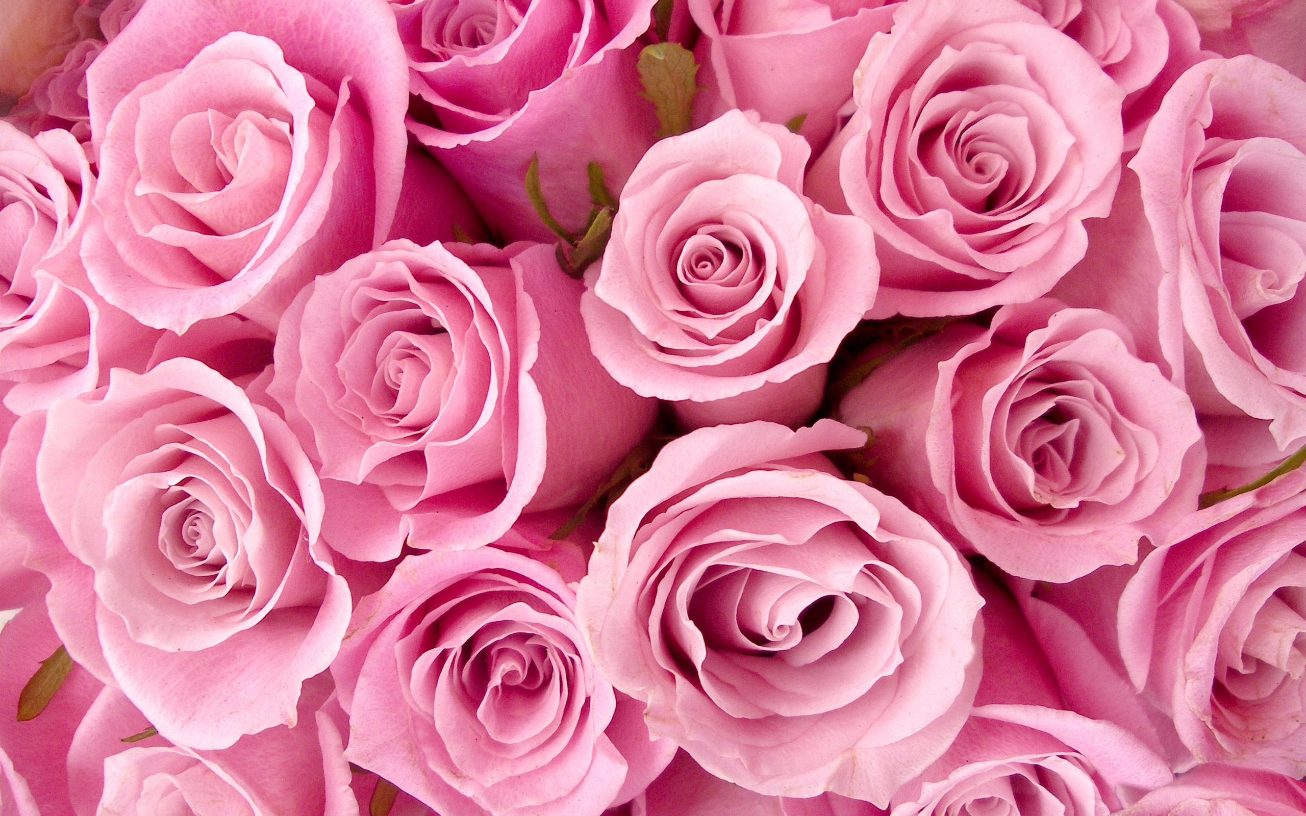 Free download wallpaper Flowers, Rose, Earth on your PC desktop