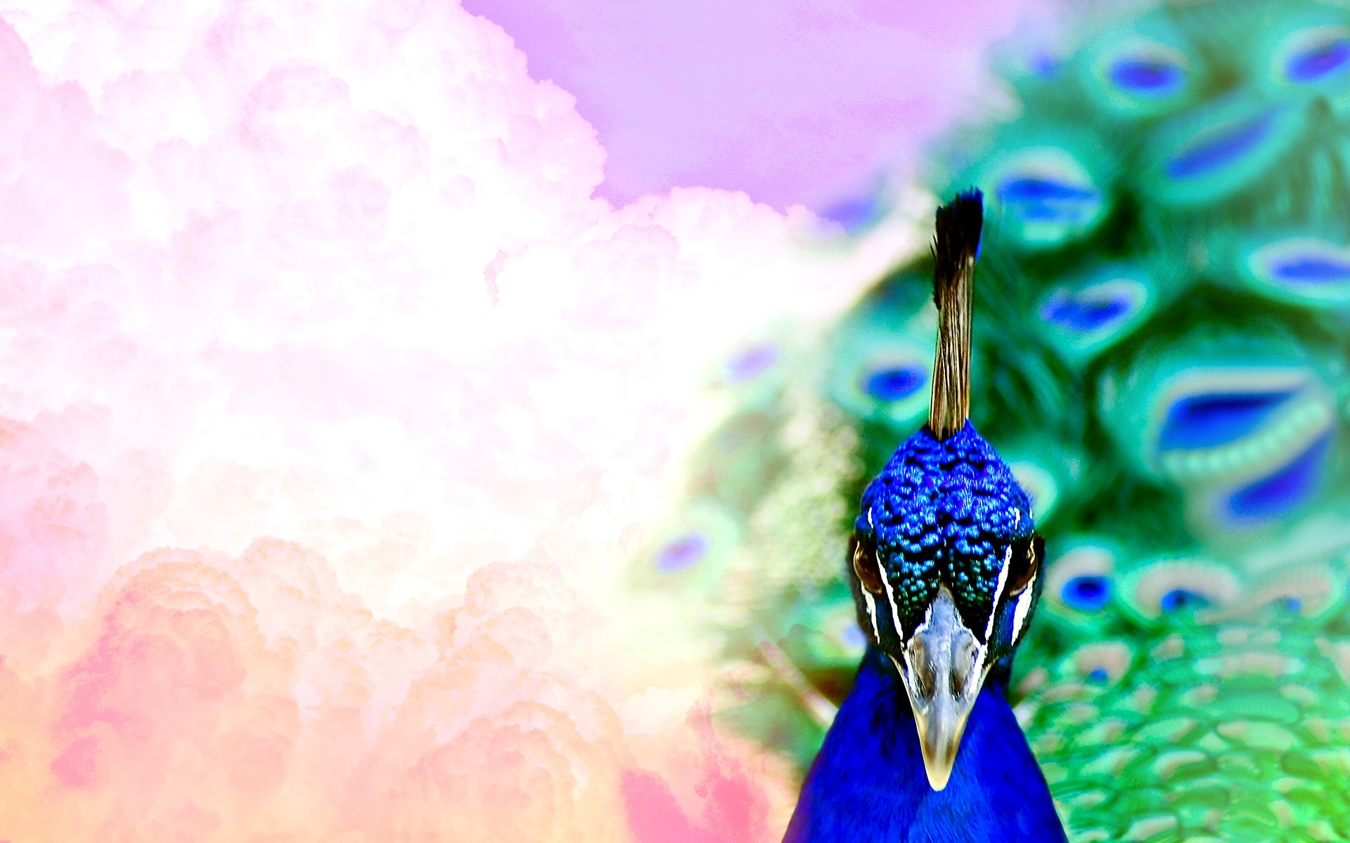 Free download wallpaper Birds, Bird, Animal, Colorful, Peacock on your PC desktop