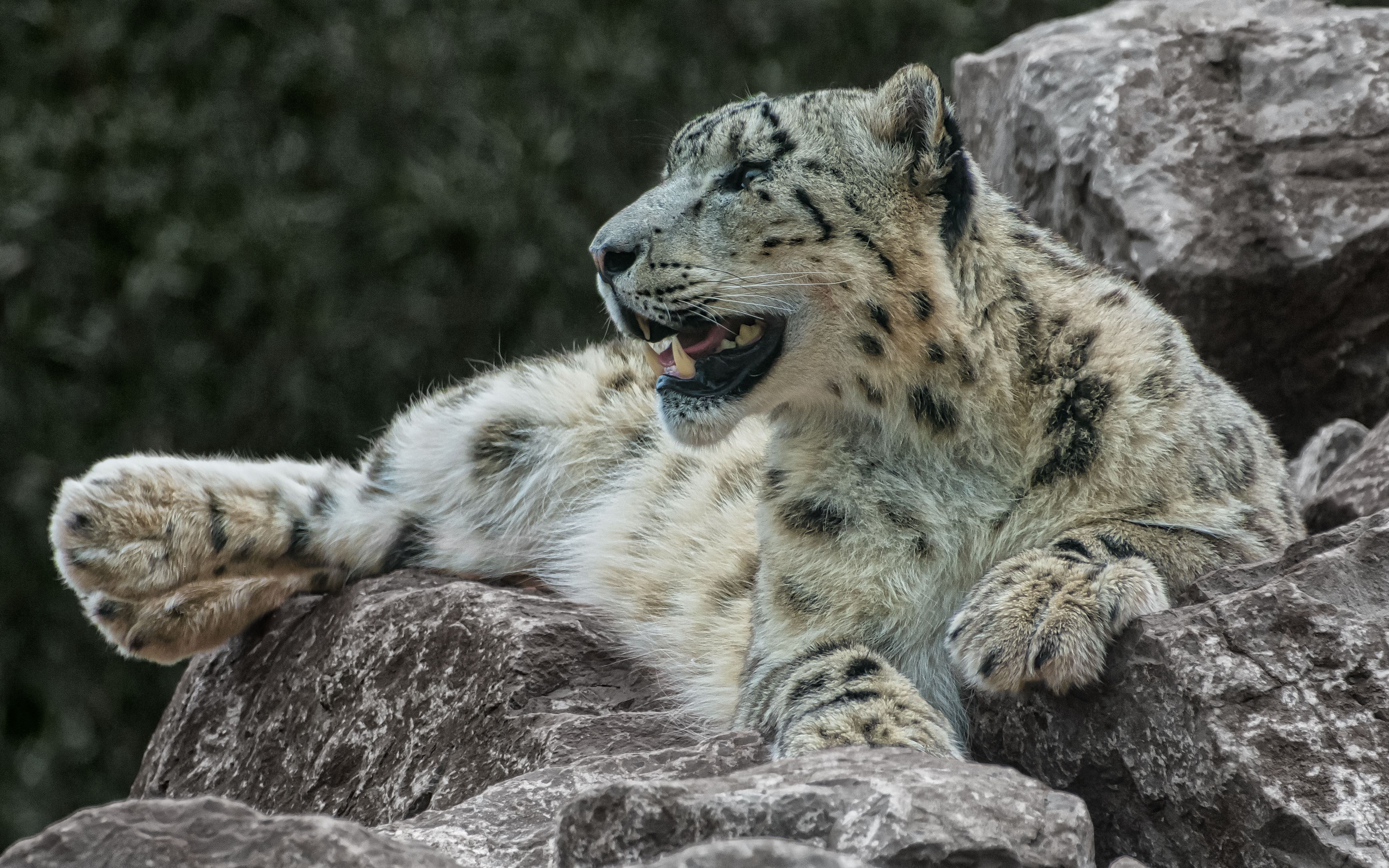 Baixar papel de parede para celular de Animais, Gatos, Leopardo Das Neves gratuito.