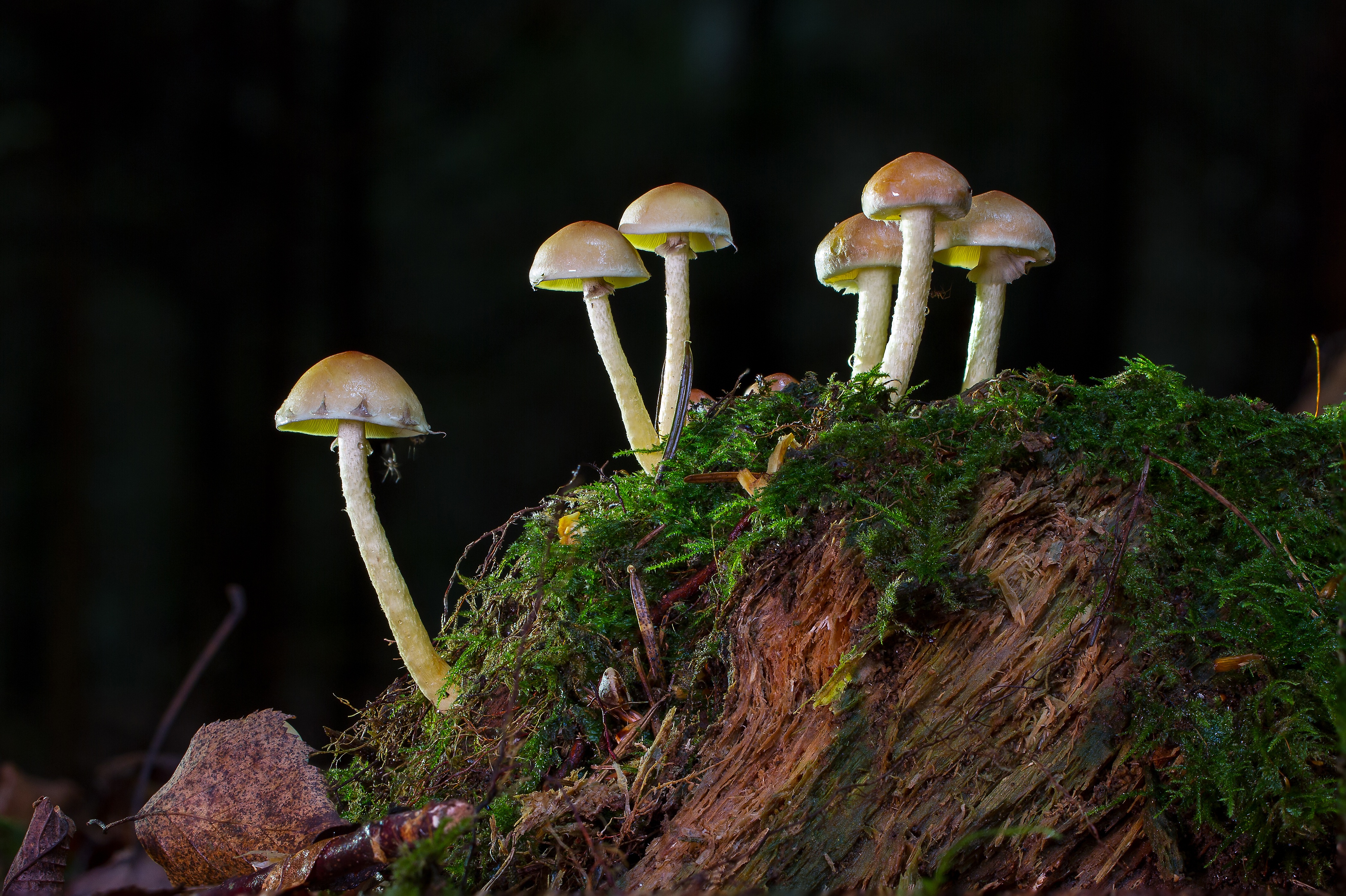 Free download wallpaper Nature, Earth, Mushroom, Moss on your PC desktop