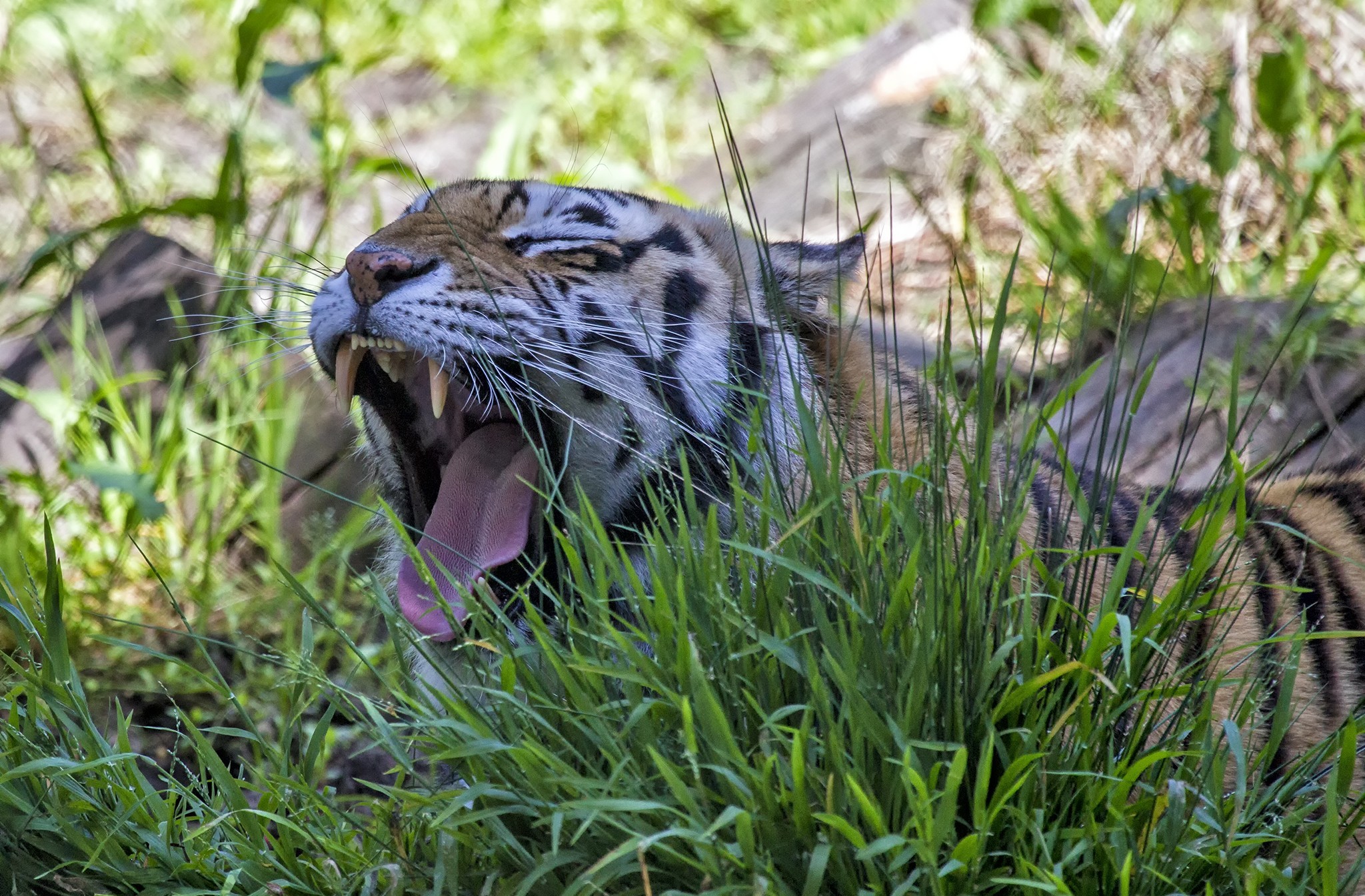 animal, tiger, yawn, cats