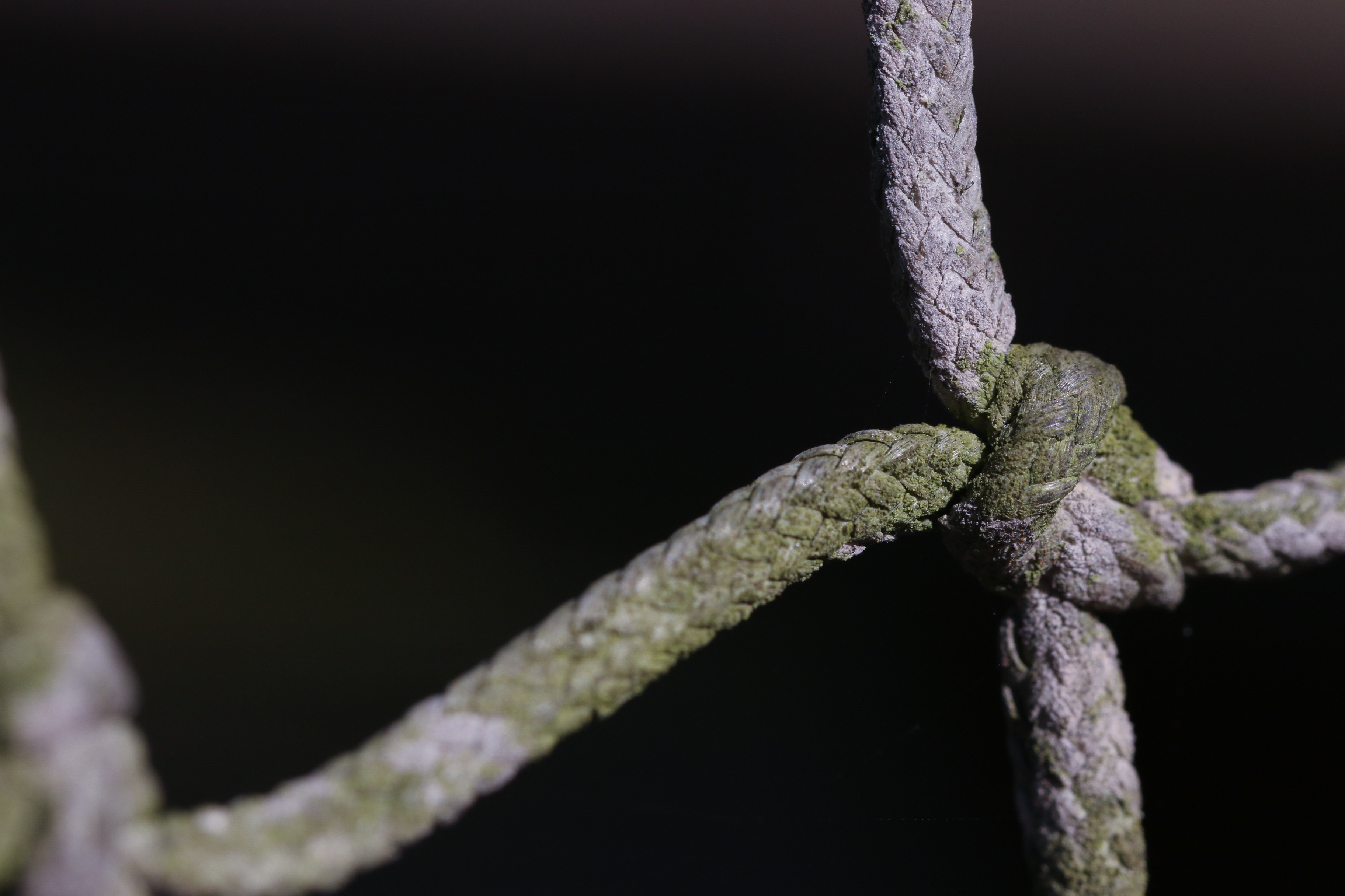 macro, moss, rope, knot