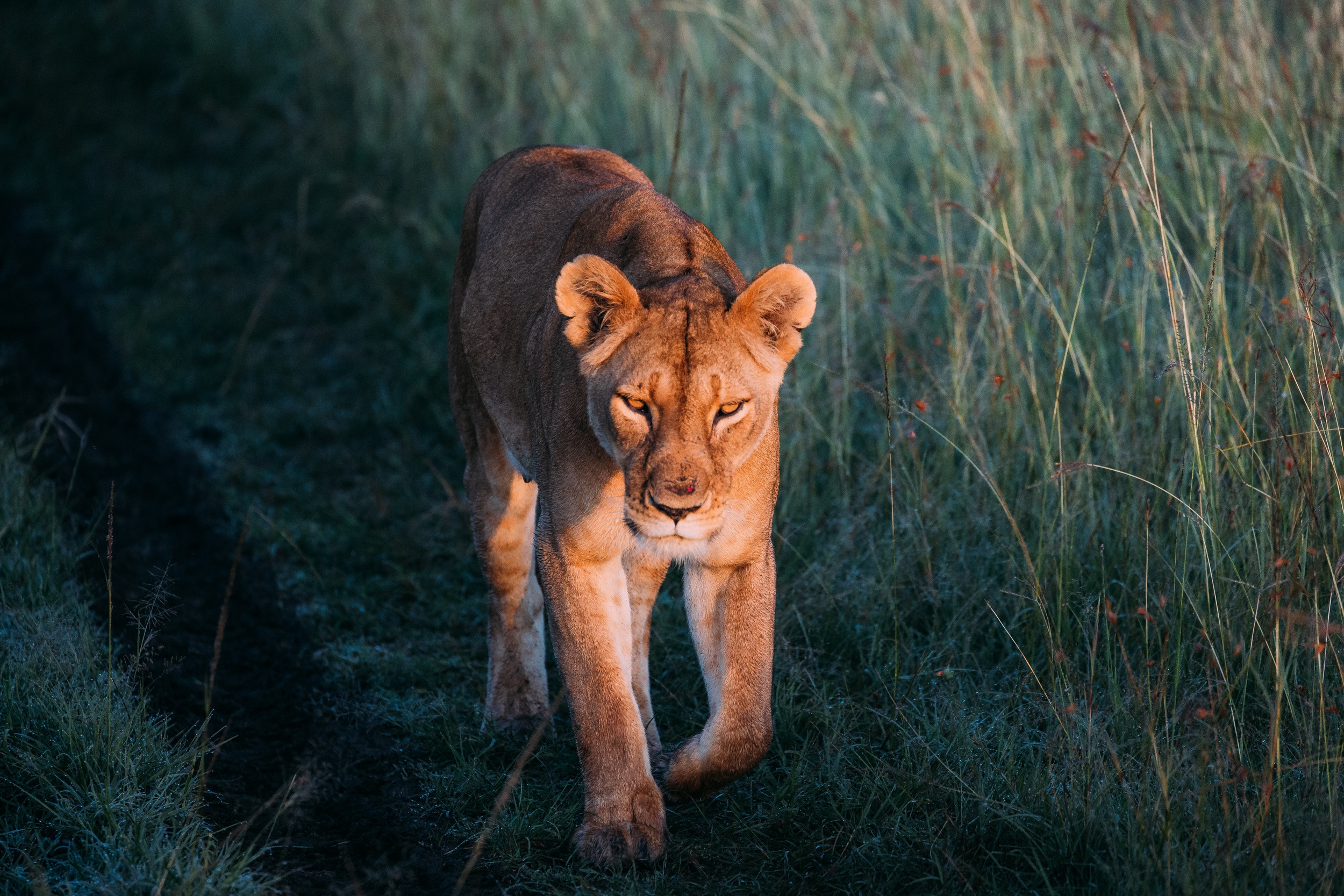 Download mobile wallpaper Lioness, Predator, Stroll, Animals, Grass, Lion for free.