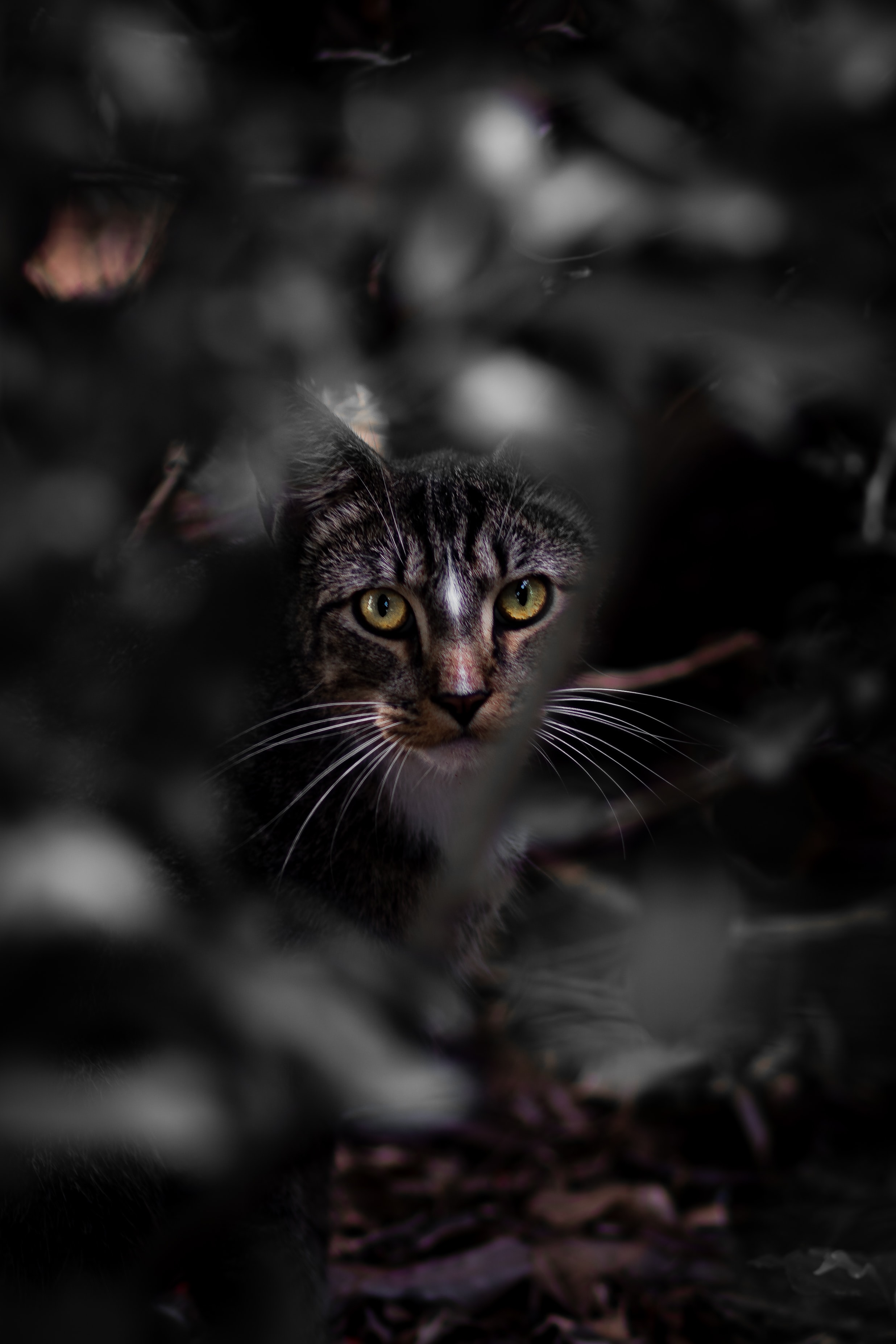 Free download wallpaper Sight, Opinion, Animals, Pet, Leaves, Cat on your PC desktop