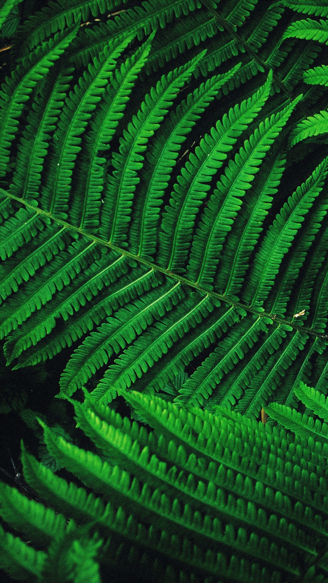 Download mobile wallpaper Plant, Fern, Leaf, Earth for free.