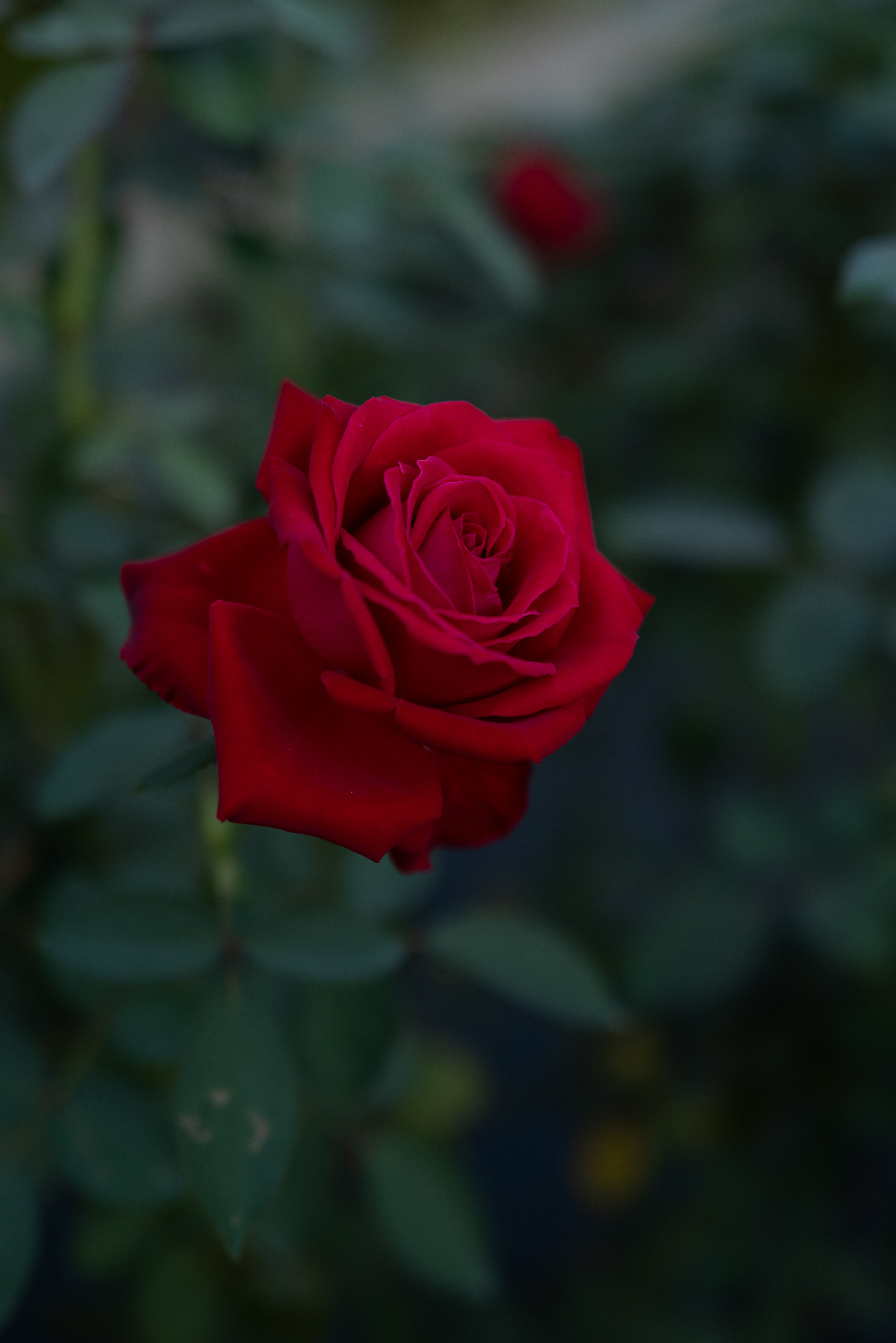 Скачать обои бесплатно Красный, Цветы, Роза, Цветок, Растение картинка на рабочий стол ПК