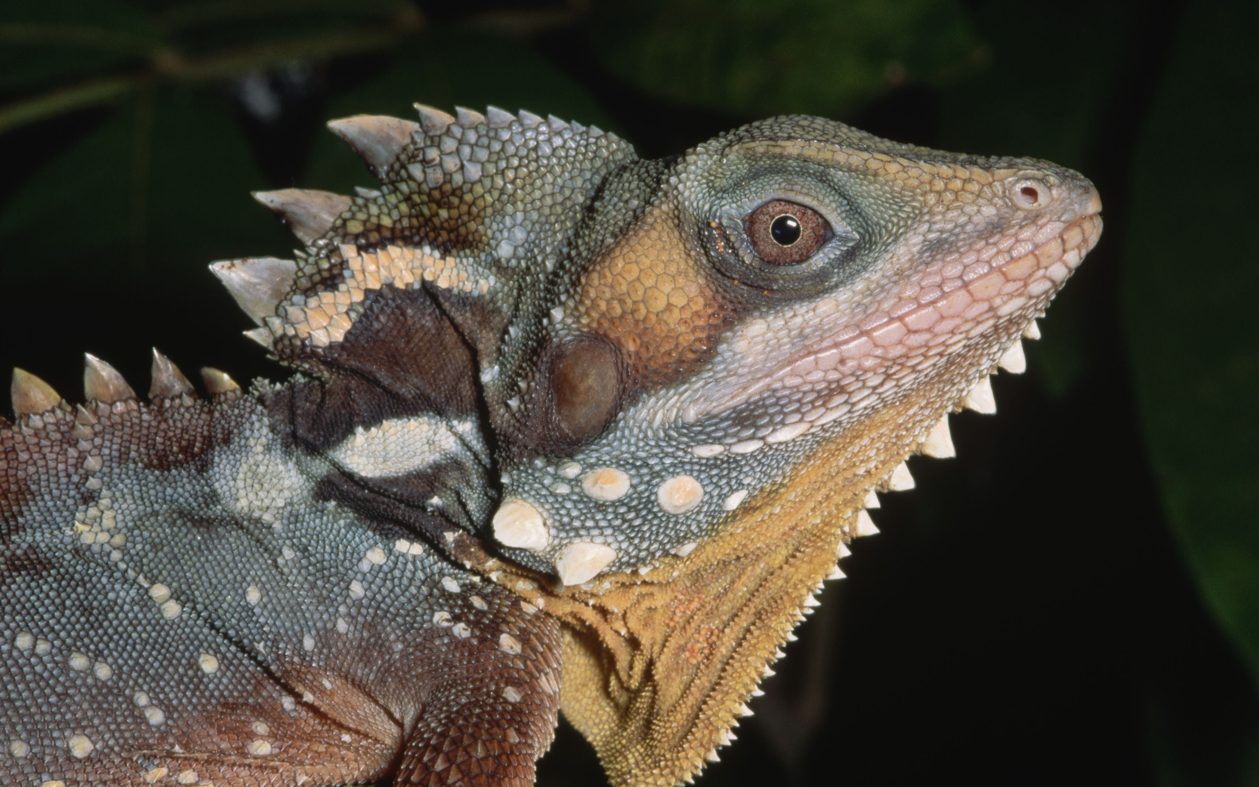 Laden Sie das Leguan, Reptilien, Tiere-Bild kostenlos auf Ihren PC-Desktop herunter