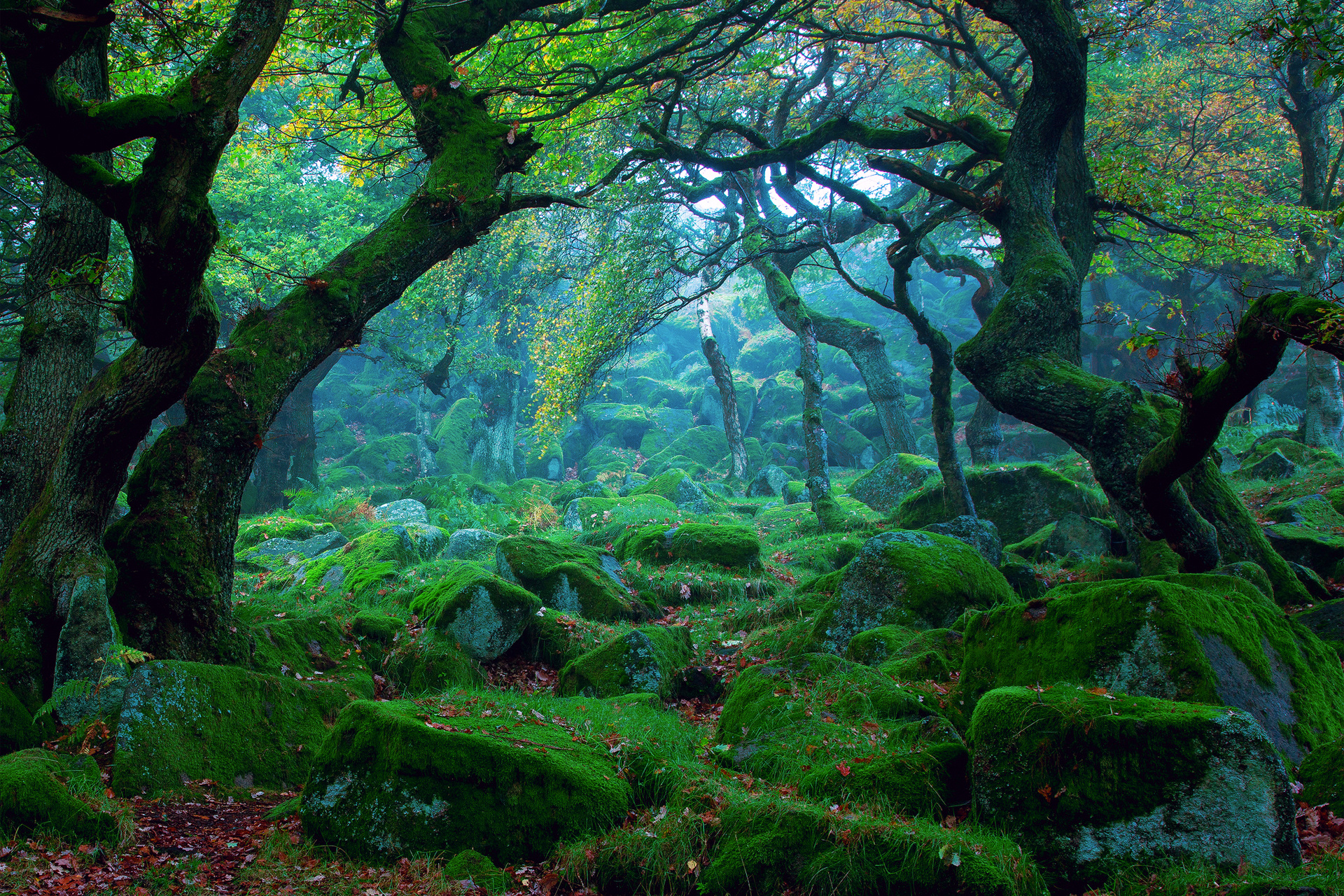 Download mobile wallpaper Forest, Earth, Greenery for free.