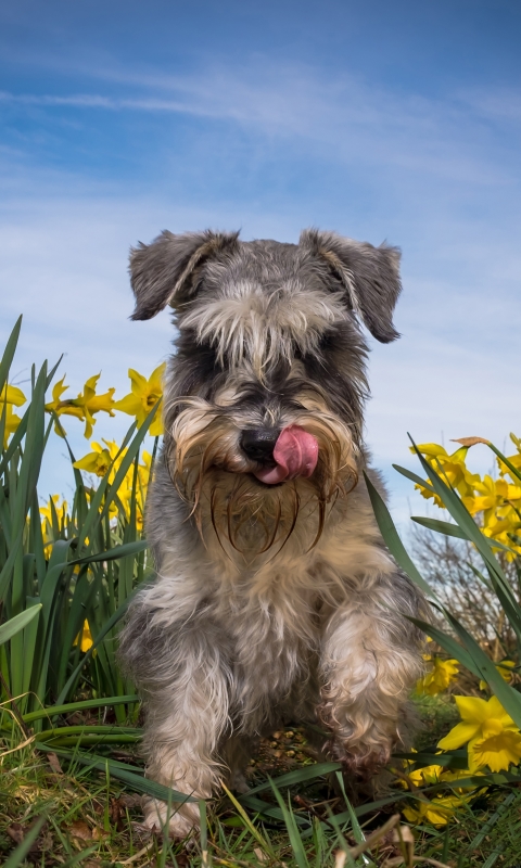 Handy-Wallpaper Tiere, Hunde, Narzissen, Hund, Narzisse, Schnauzer, Gelbe Blume kostenlos herunterladen.