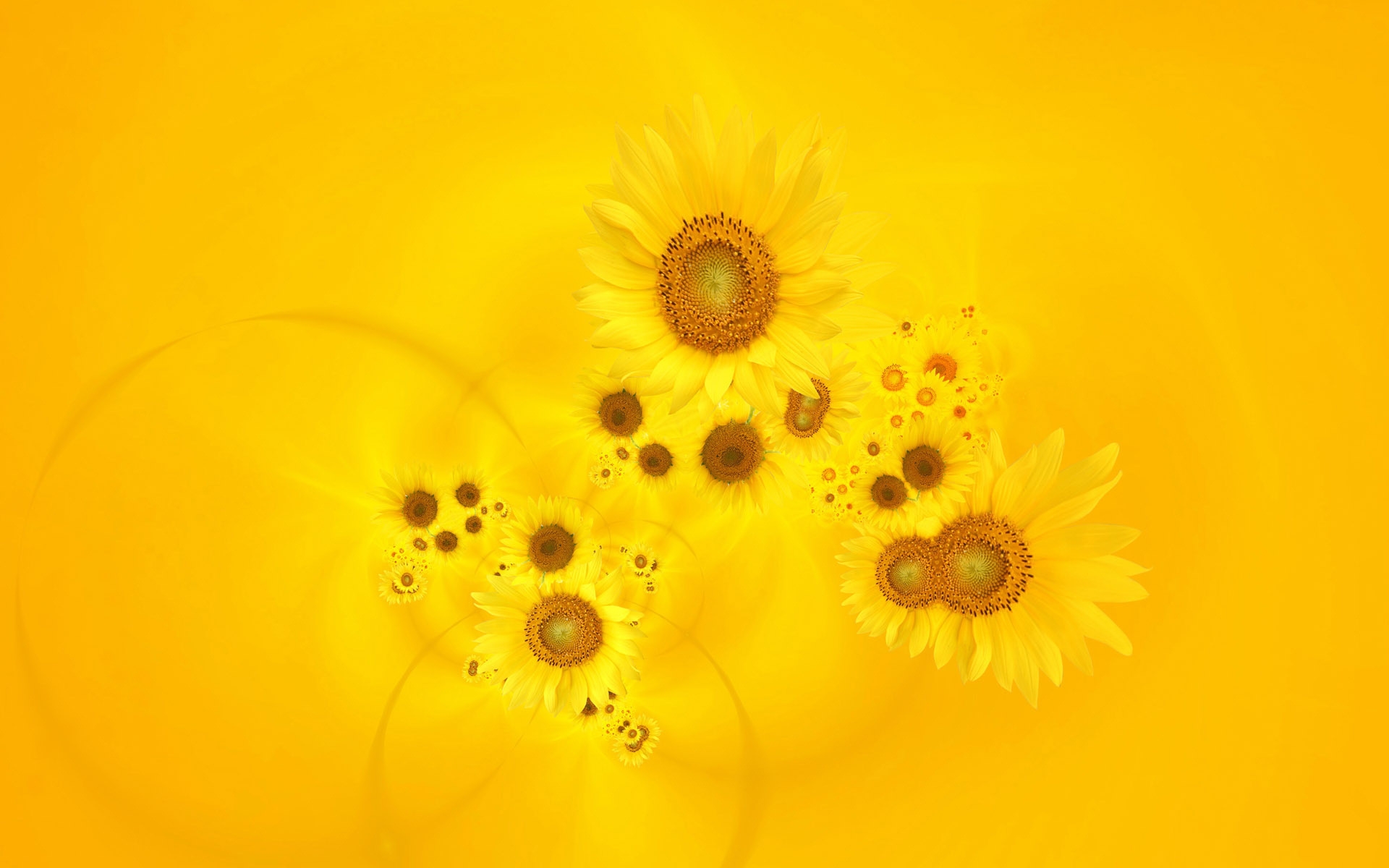sunflowers, yellow, flowers, background