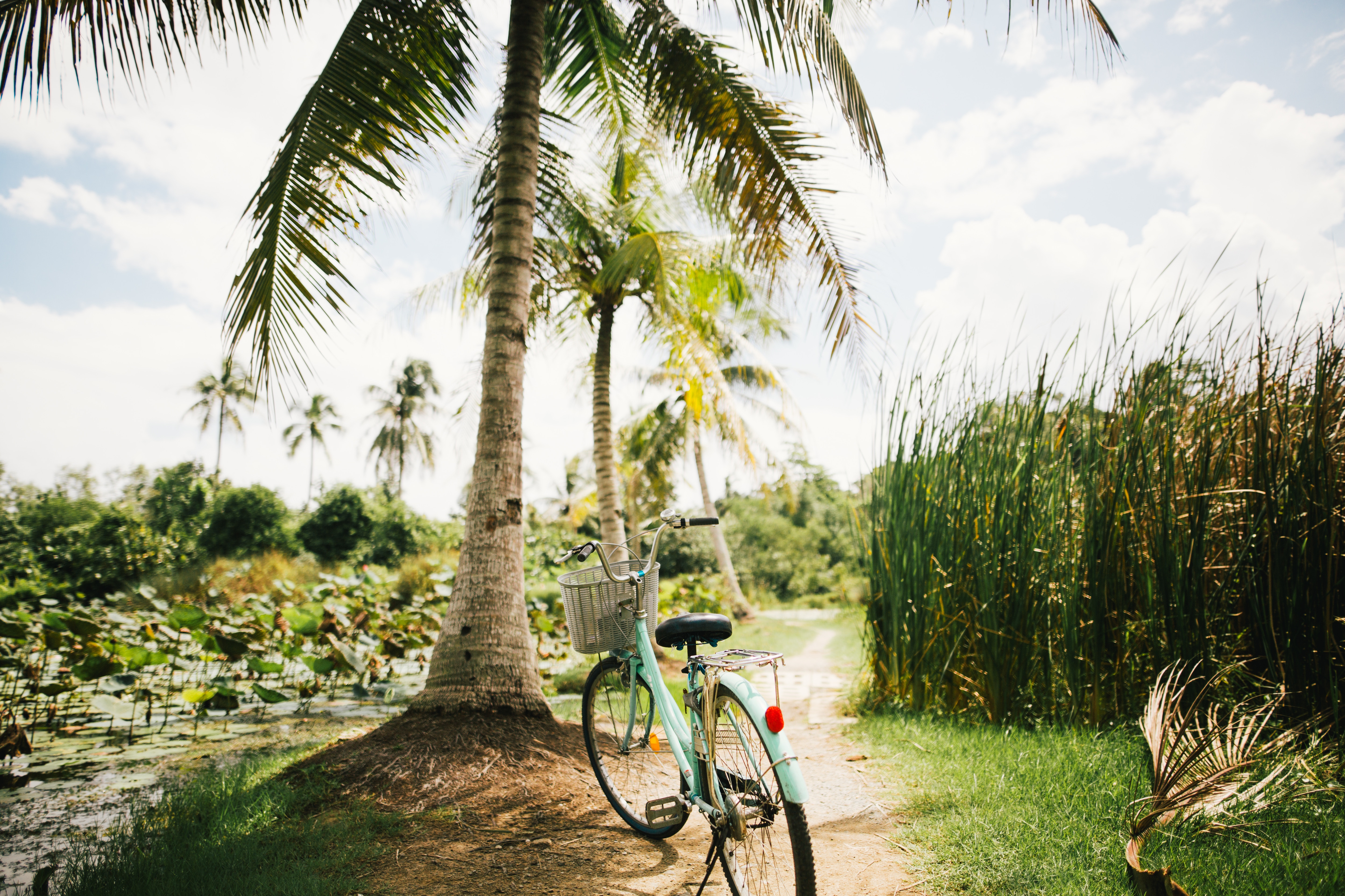 tropics, palms, miscellanea, miscellaneous, sunlight, bicycle HD wallpaper