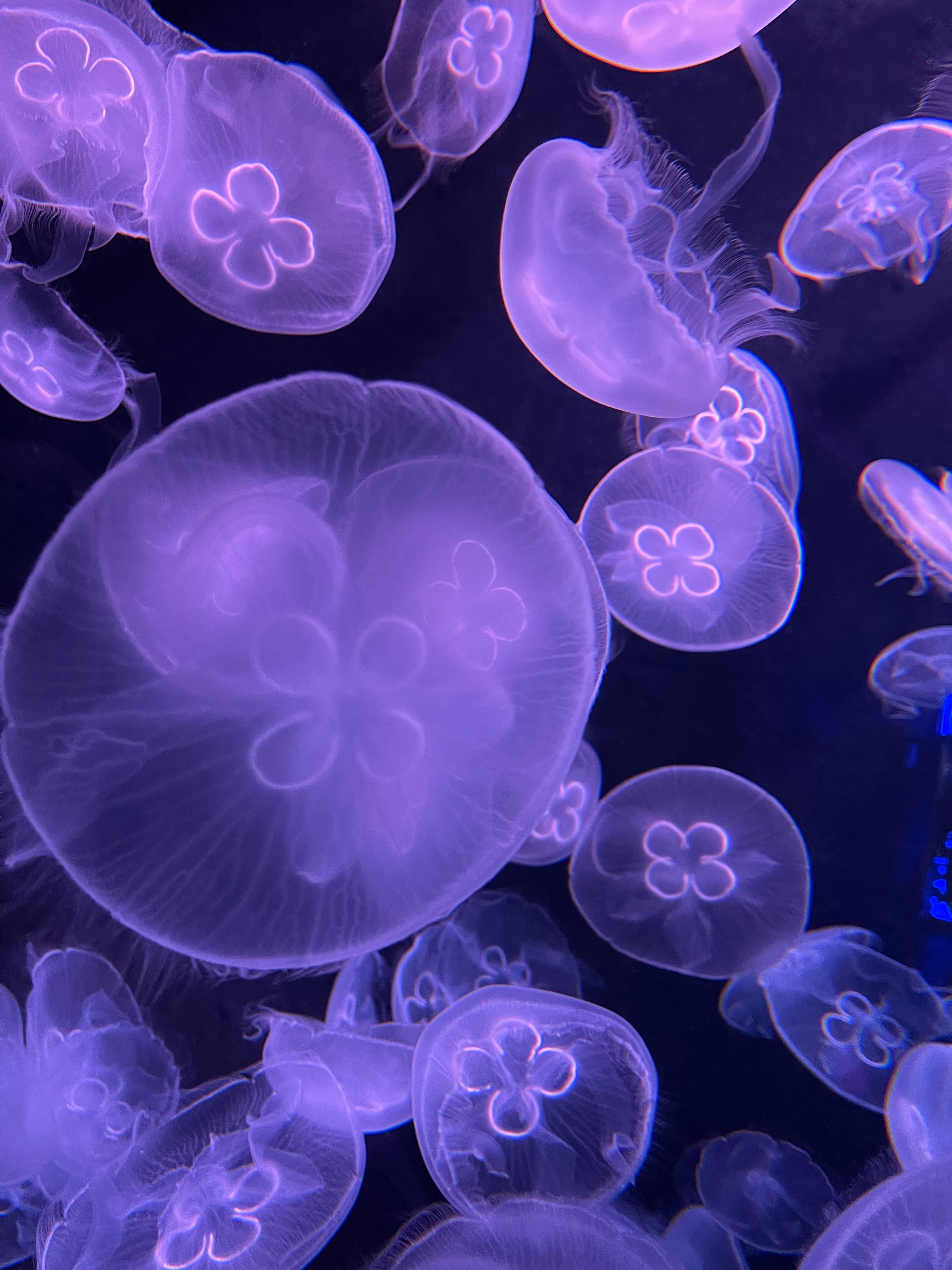 154221 скачать картинку фиолетовый, медузы, животные, вода, под водой - обои и заставки бесплатно