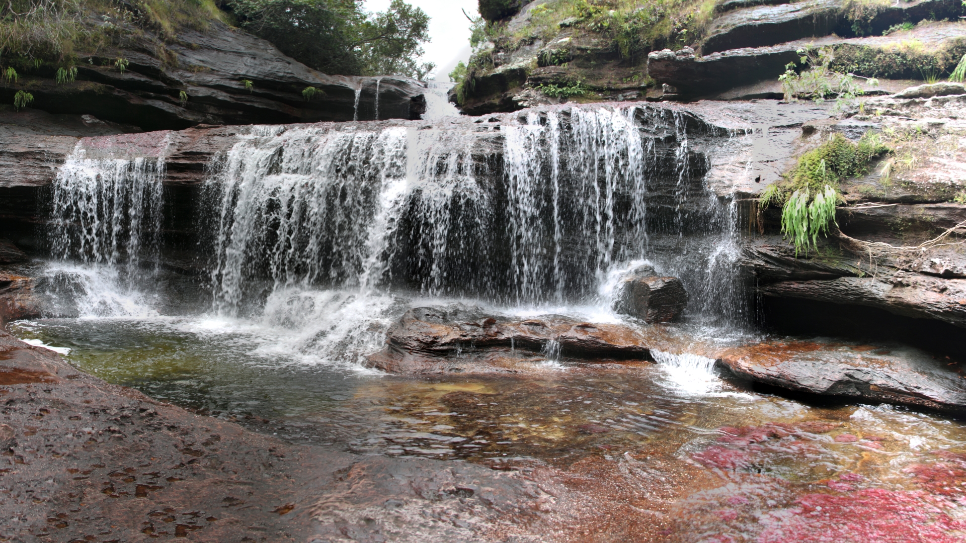 Free download wallpaper Earth, Caño Cristales on your PC desktop