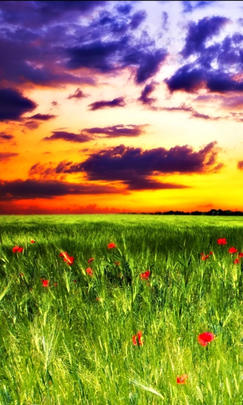 Download mobile wallpaper Sunset, Grass, Earth, Field, Cloud, Poppy for free.