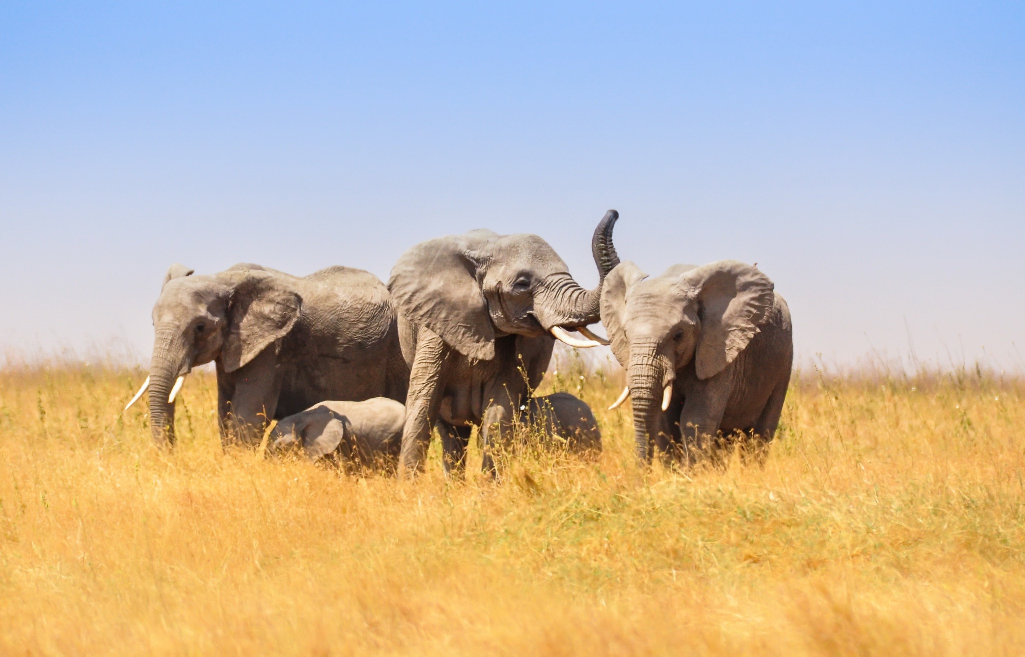 Download mobile wallpaper Elephants, Animal, Savannah, Baby Animal, African Bush Elephant for free.