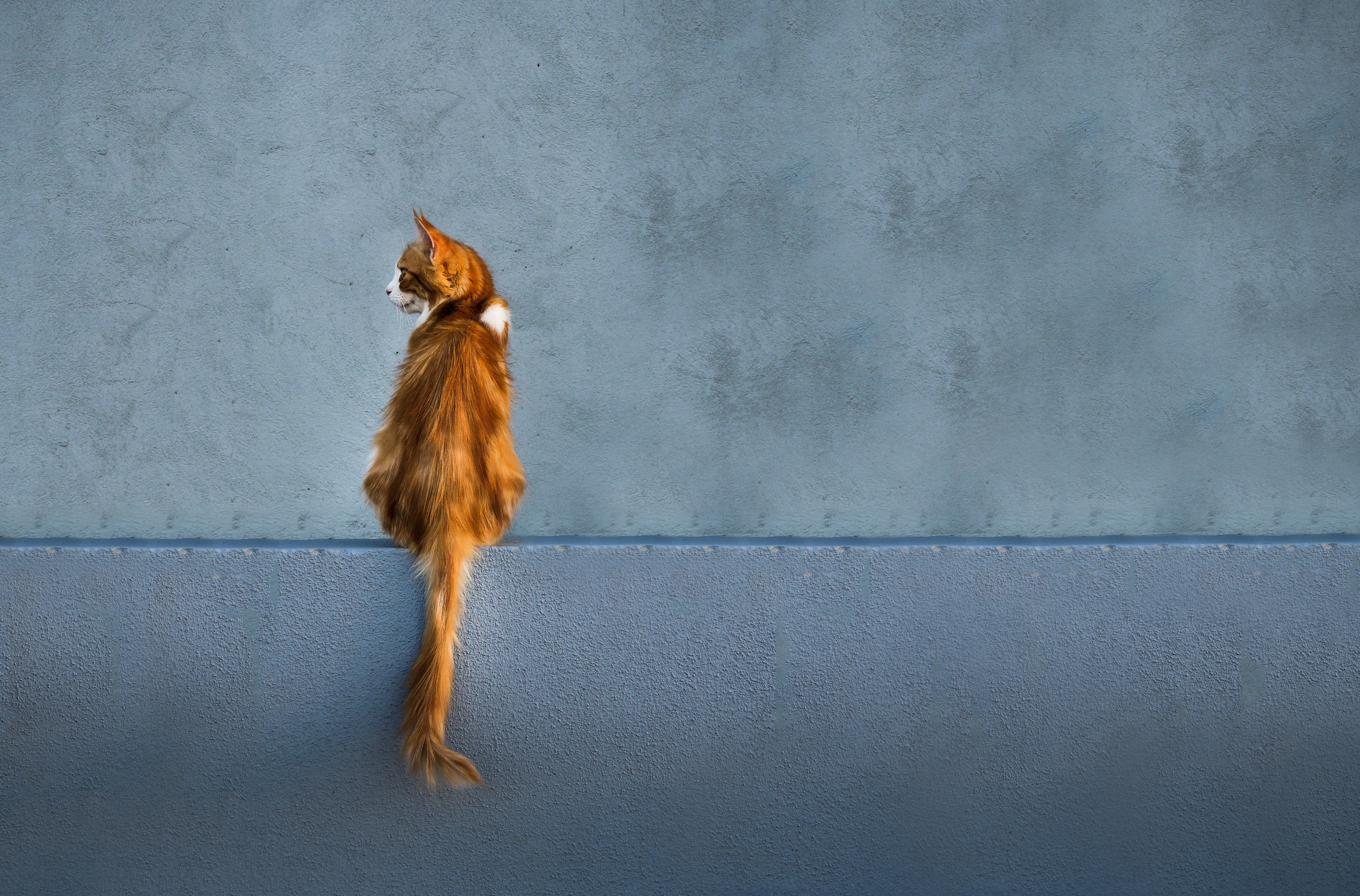 animals, red, cat, wall, redhead, is sitting, sits, tail, looks, back