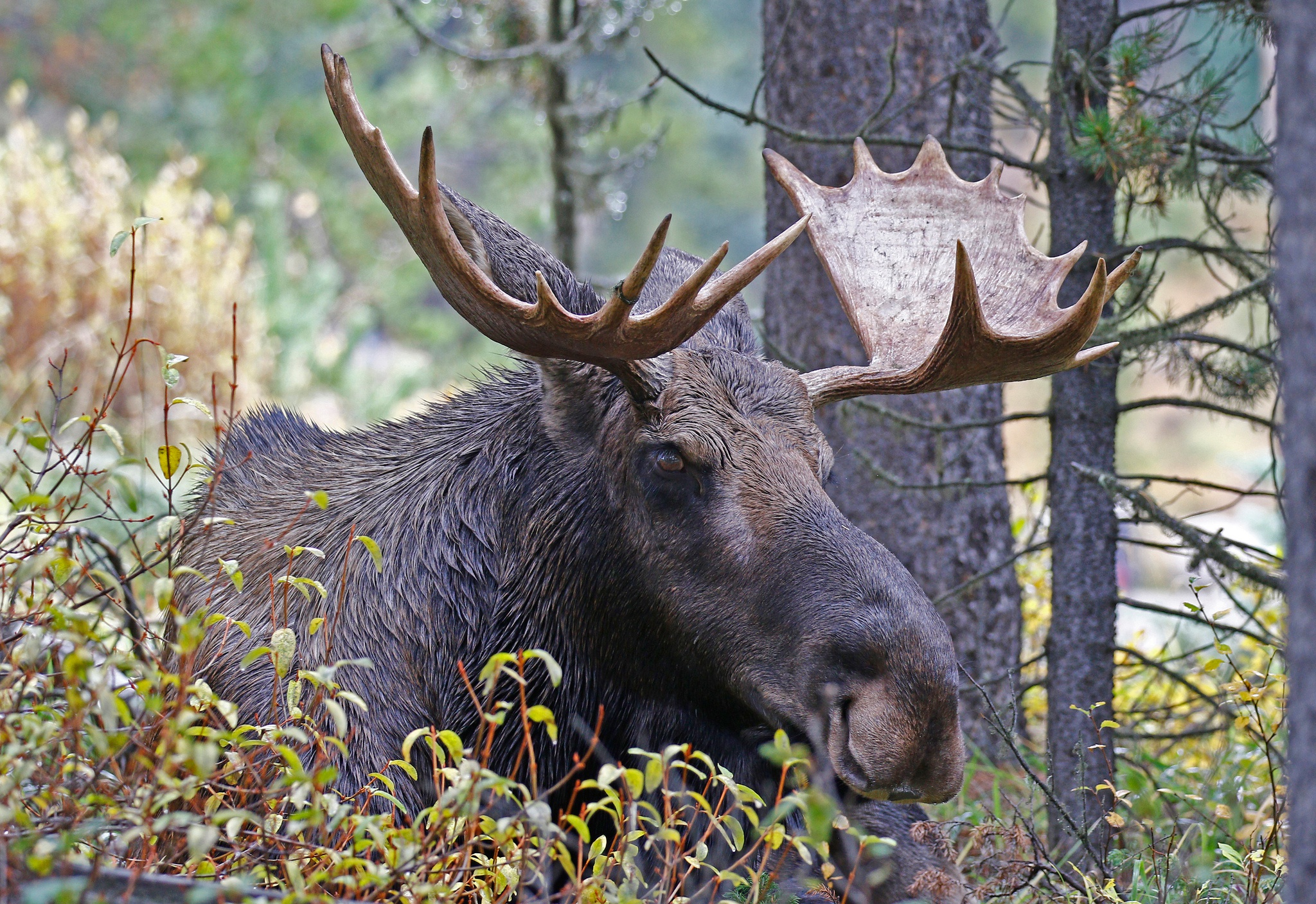 Download mobile wallpaper Animal, Moose for free.