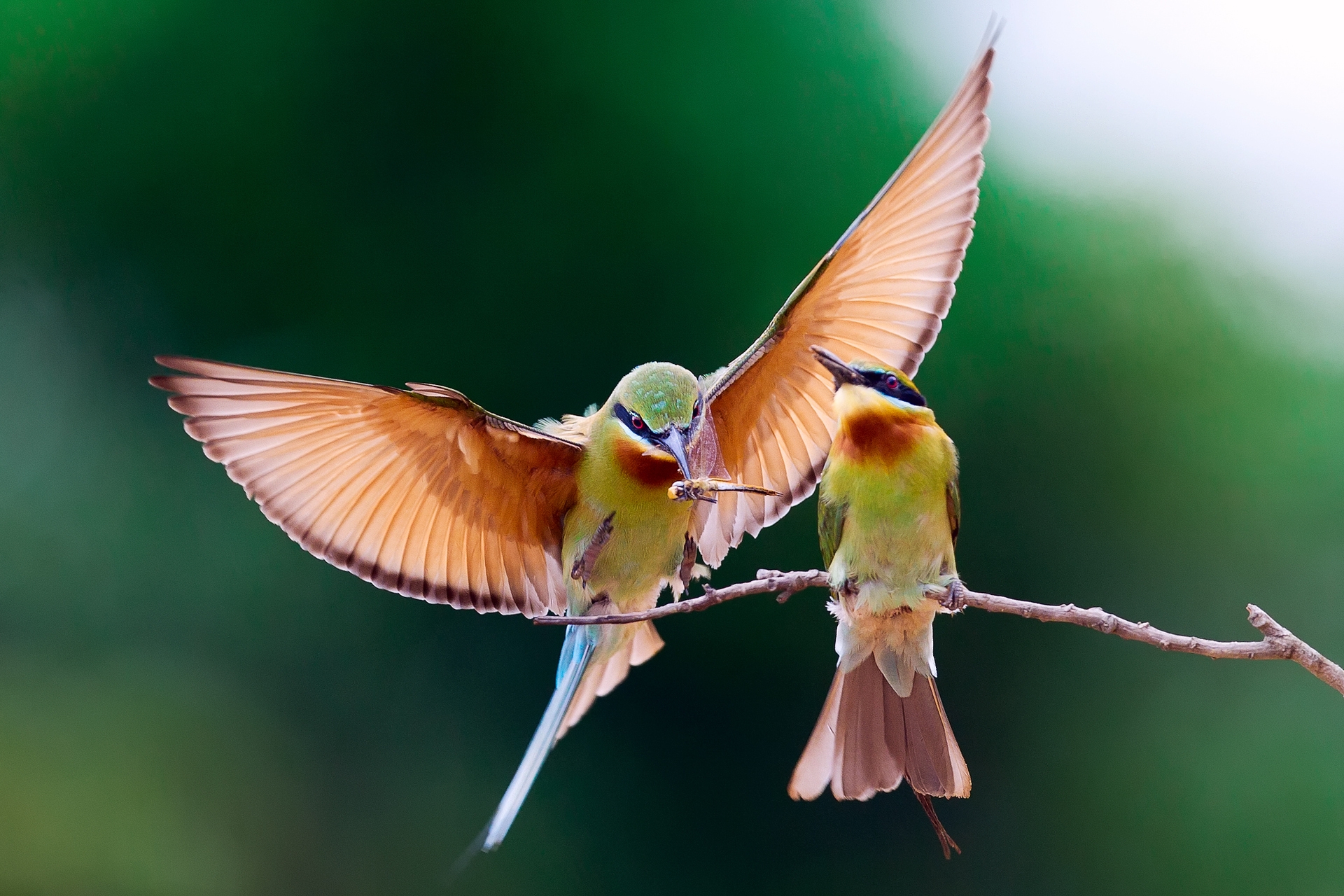 Download mobile wallpaper Bee Eater, Branch, Animals, Pair, Birds, Couple for free.