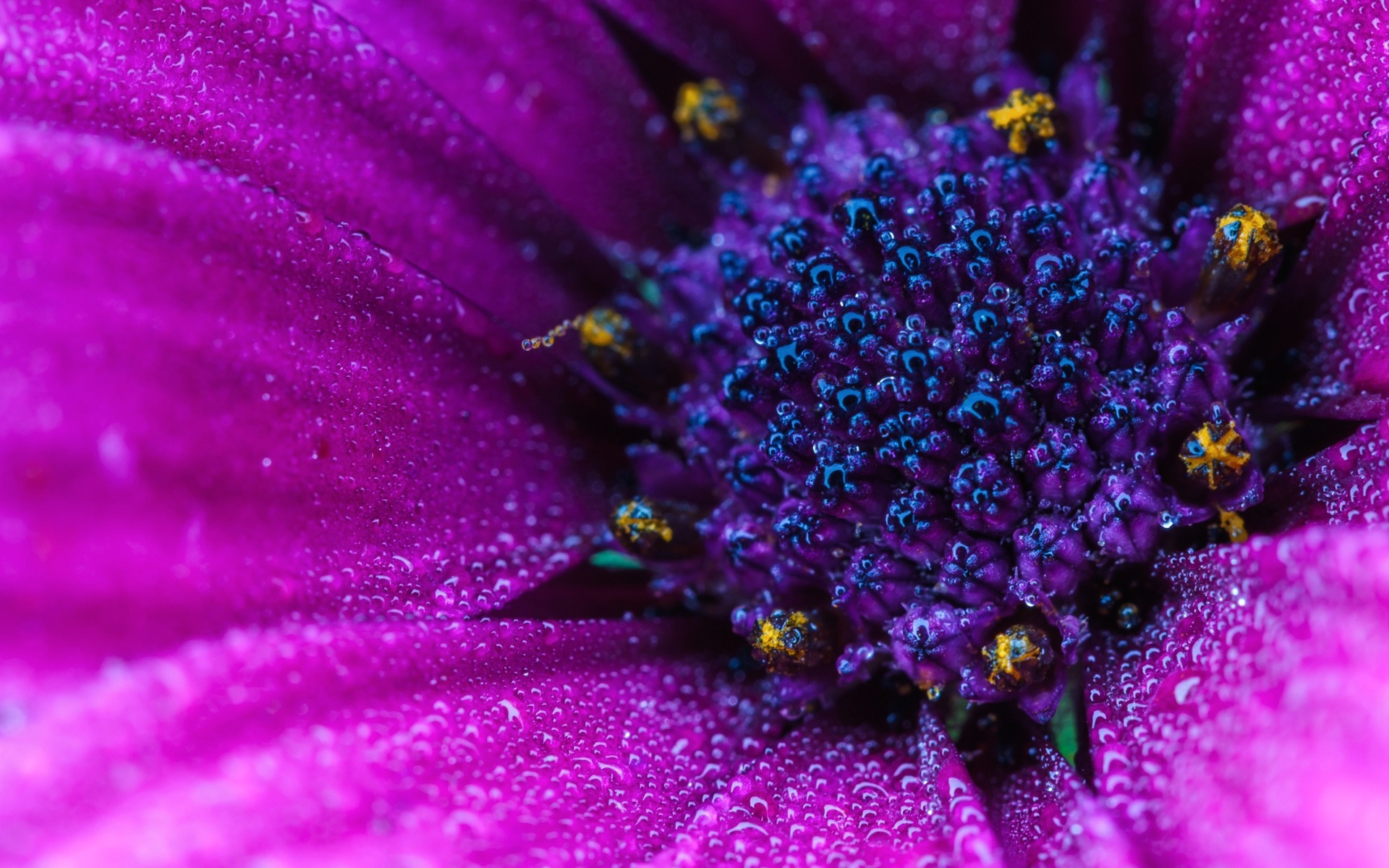 Free download wallpaper Flowers, Flower, Macro, Earth, Daisy, Purple Flower on your PC desktop