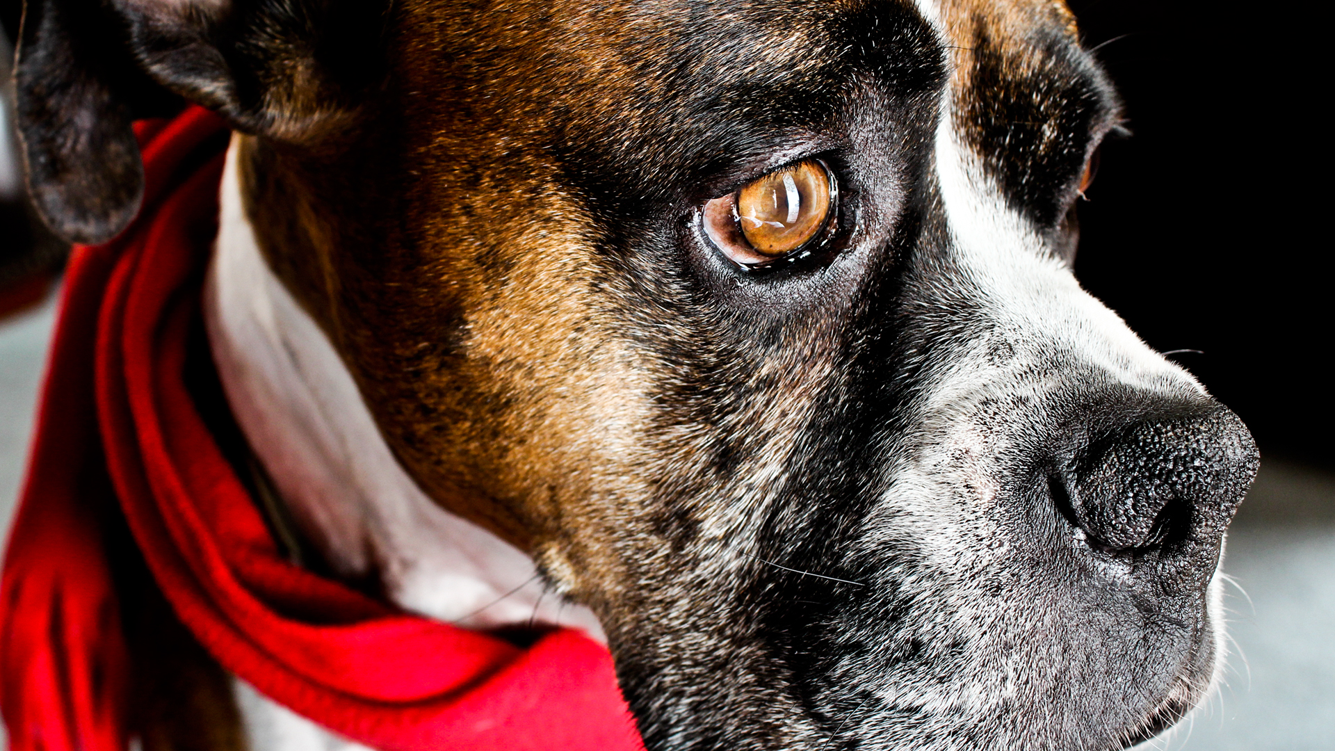 Téléchargez gratuitement l'image Animaux, Chien sur le bureau de votre PC