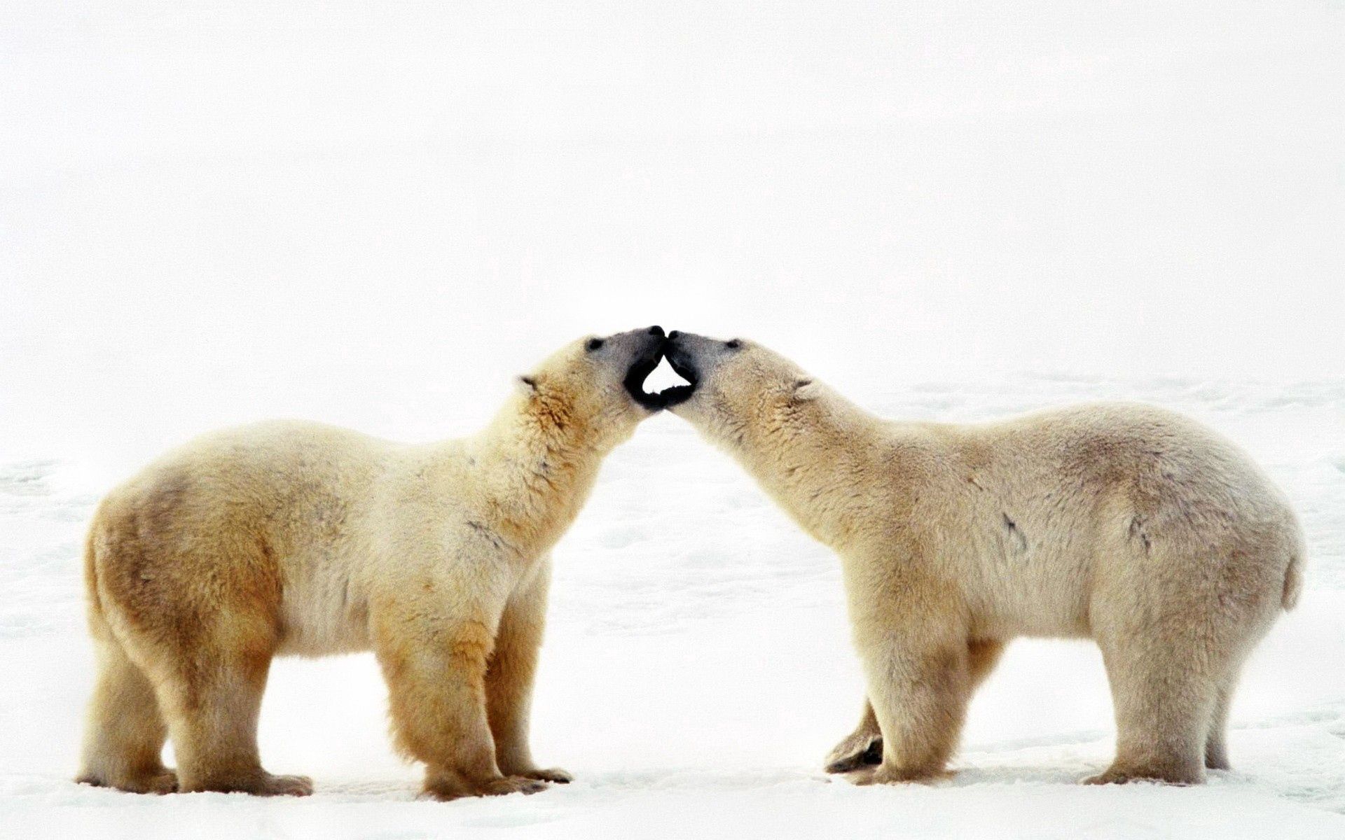 animals, couple, pair, bear, family, care, tenderness, polar bear