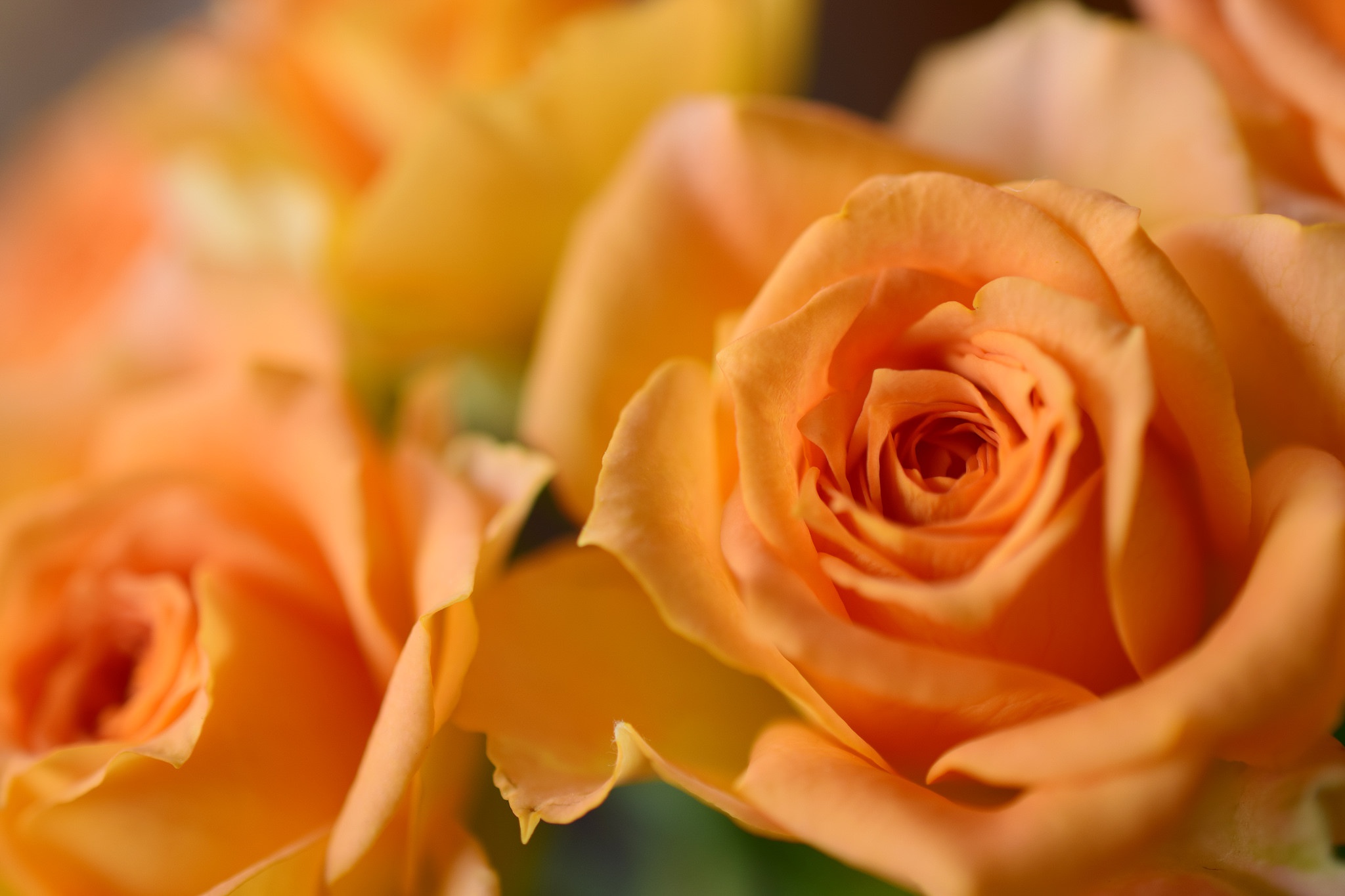 Download mobile wallpaper Flowers, Flower, Macro, Rose, Earth, Peach Flower for free.