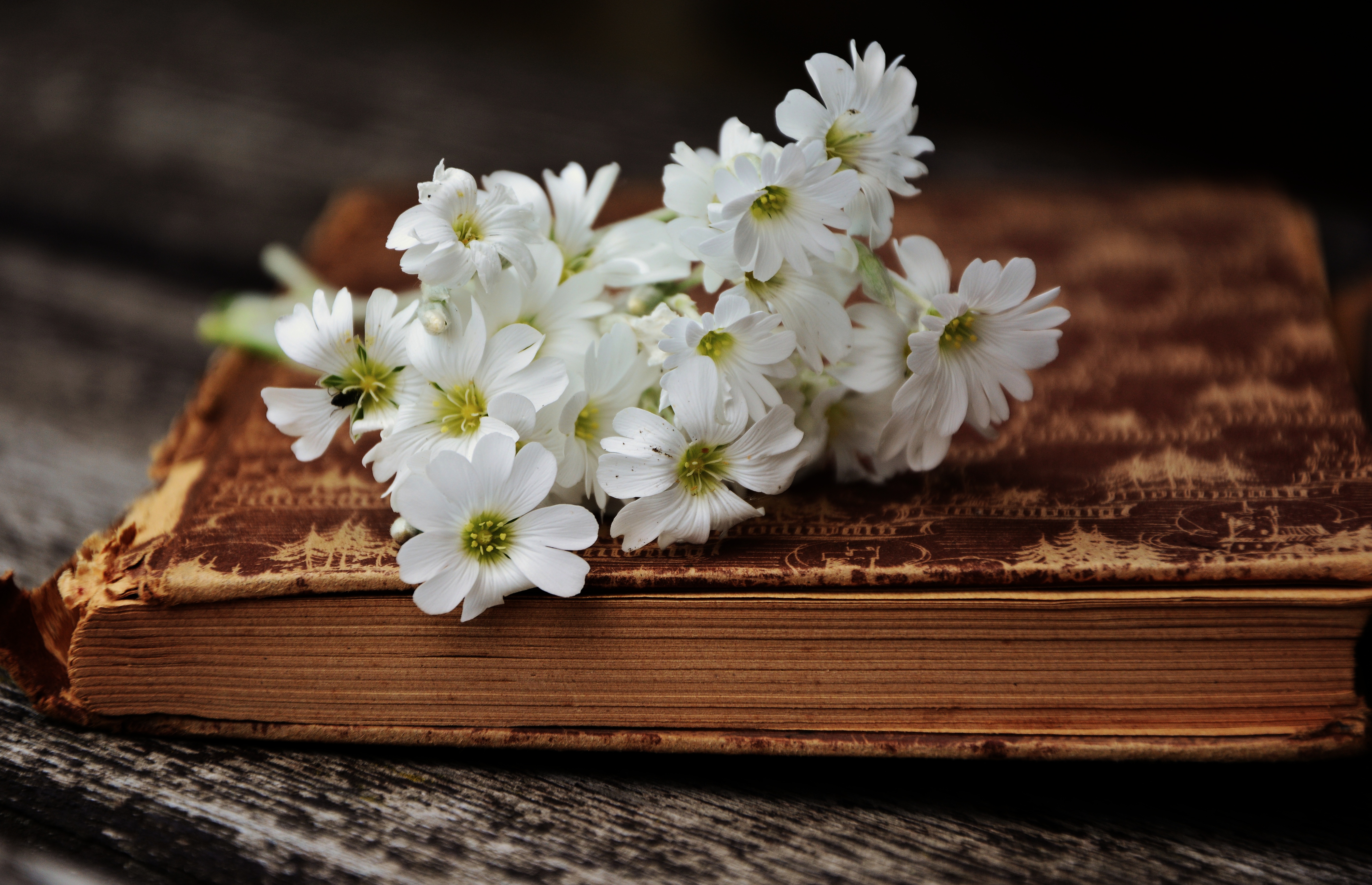 Download mobile wallpaper Flowers, Book, Old, Ancient for free.