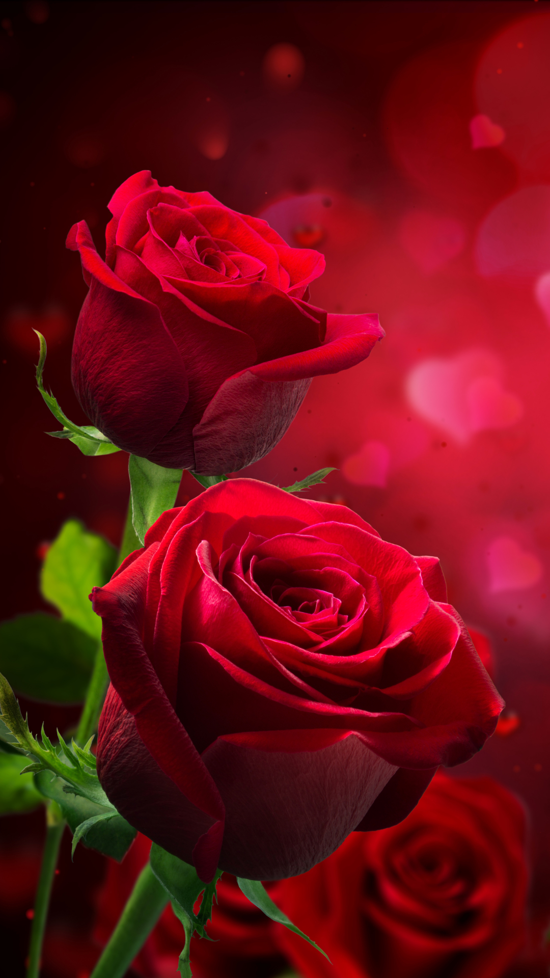 Скачать картинку Роза, Боке, Красная Роза, Красный Цветок, Земля/природа, Флауэрсы в телефон бесплатно.