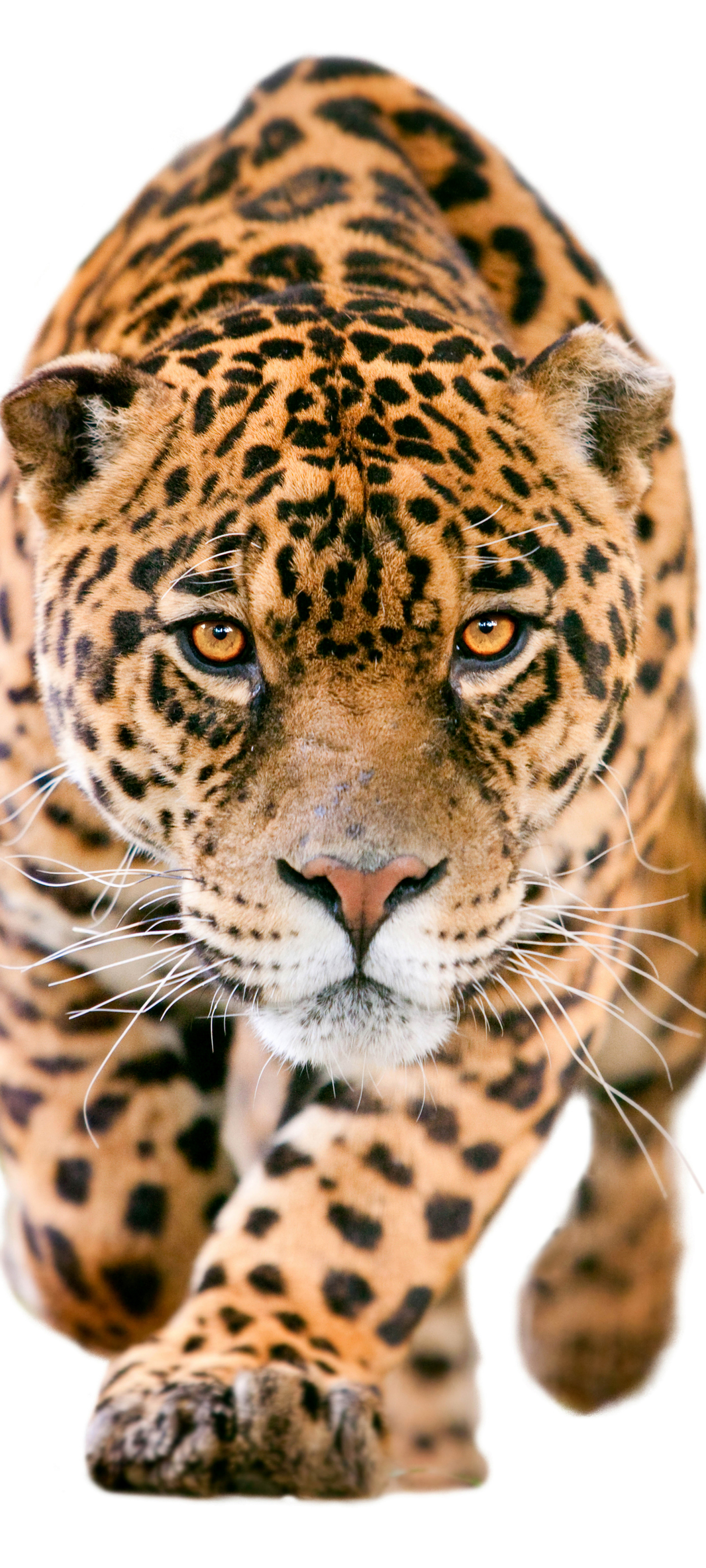 Download mobile wallpaper Cats, Jaguar, Muzzle, Animal for free.