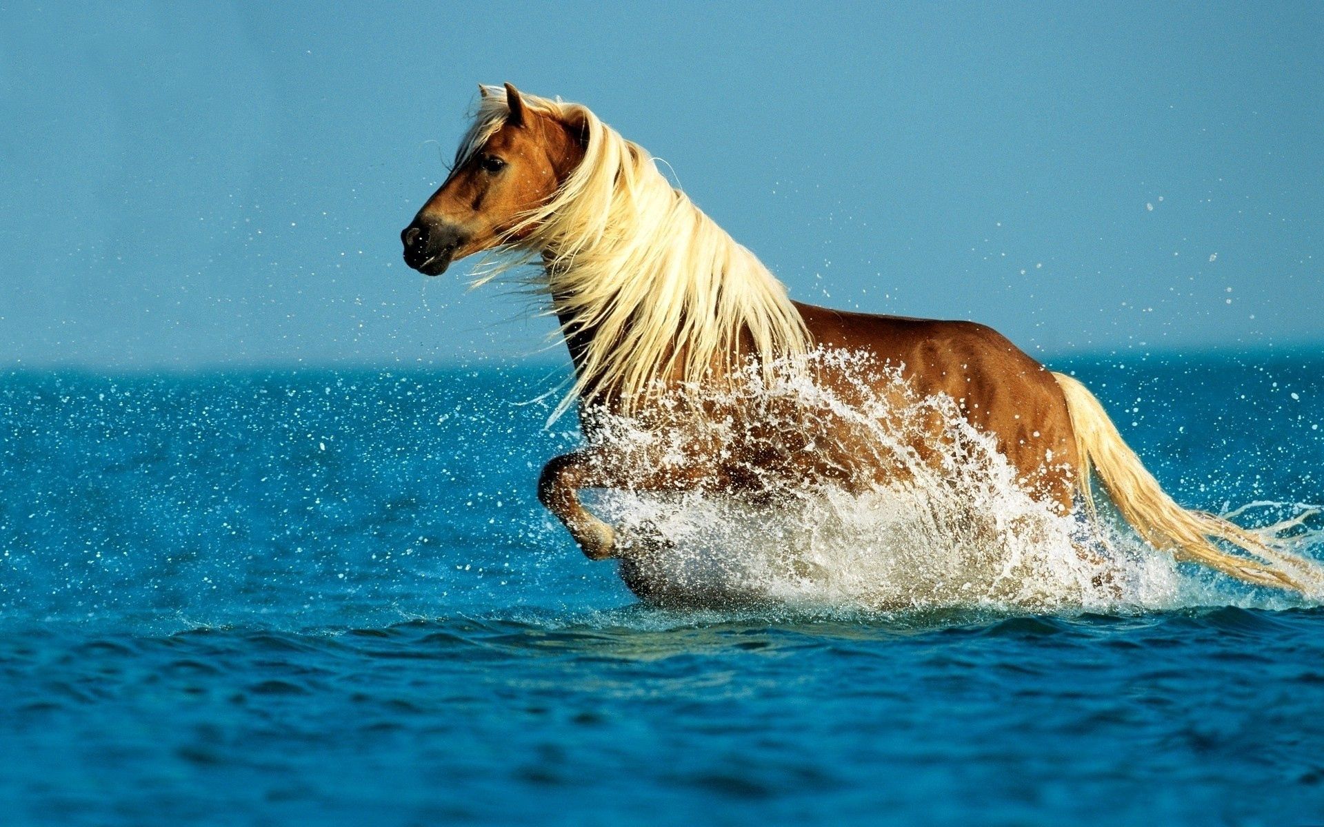 Скачать обои бесплатно Лошадь, Небо, Прогулка, Вода, Животные, Брызги, Море картинка на рабочий стол ПК