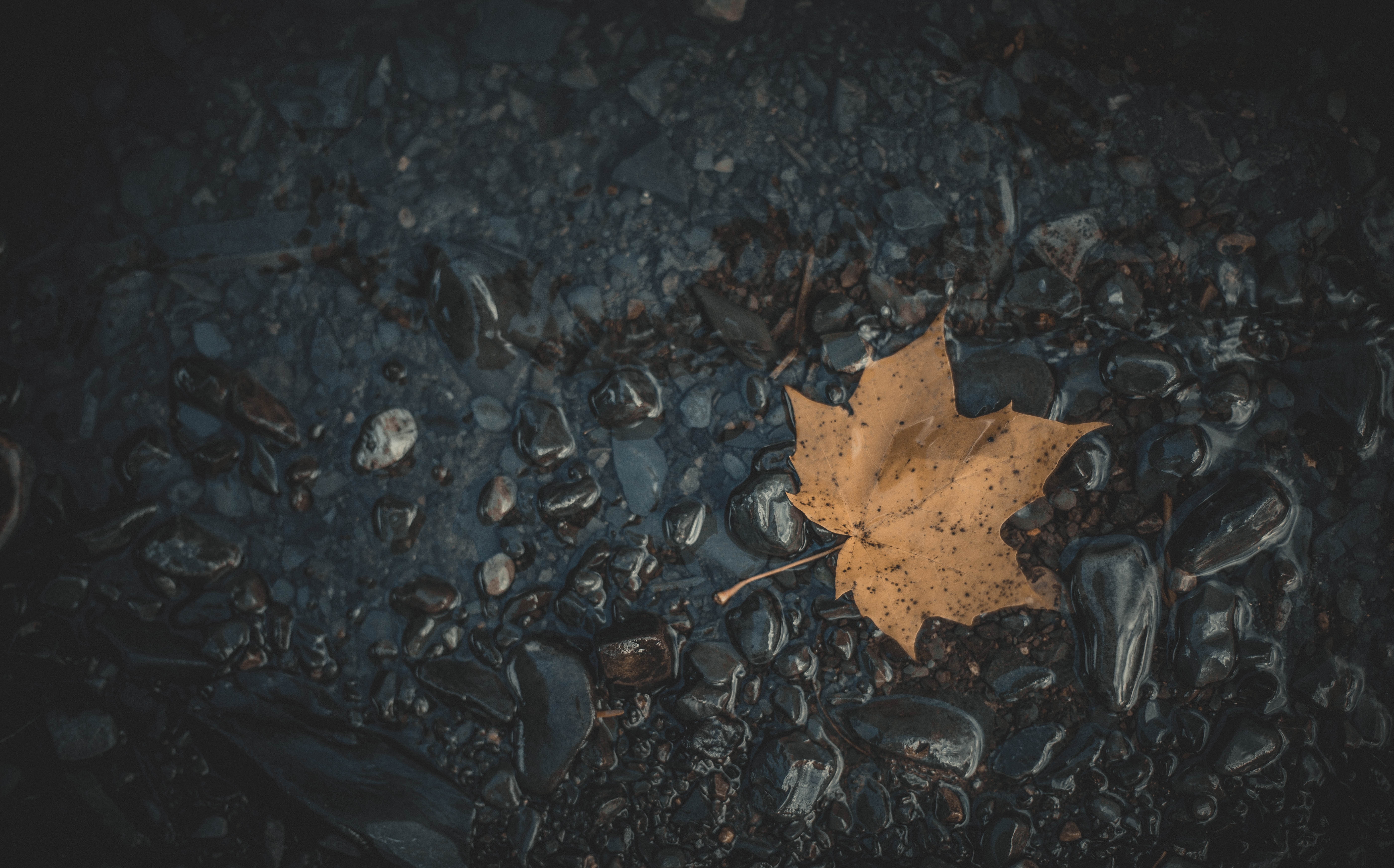 Download mobile wallpaper Nature, Sheet, Water, Stones, Leaf, Fallen, Maple, Autumn for free.