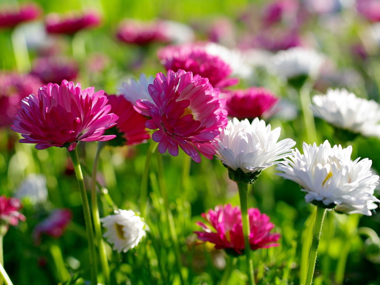 flowers, greens, flower bed, flowerbed, mood, sunny, sharpness