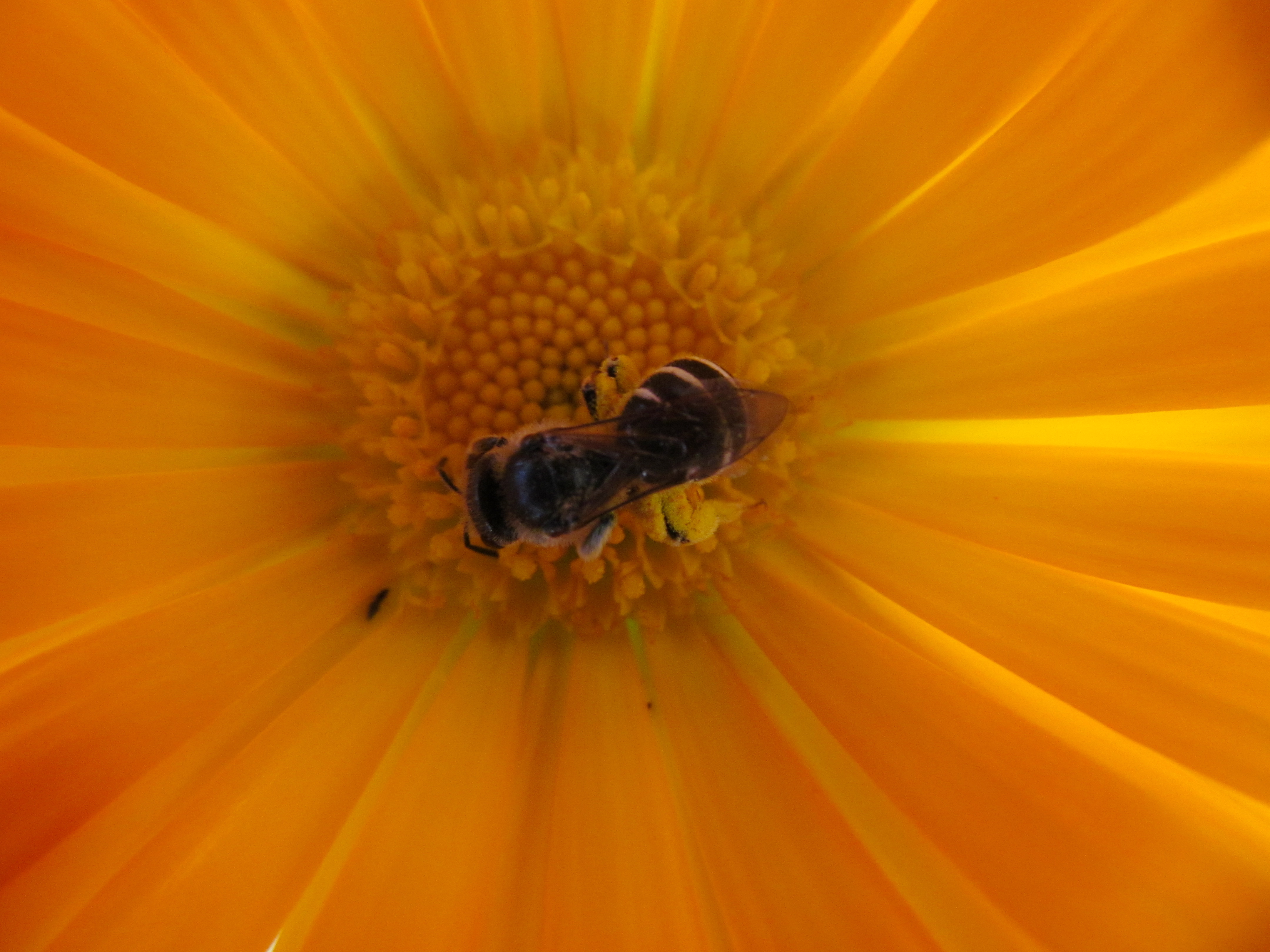 Handy-Wallpaper Biene, Insekten, Blume, Tiere kostenlos herunterladen.