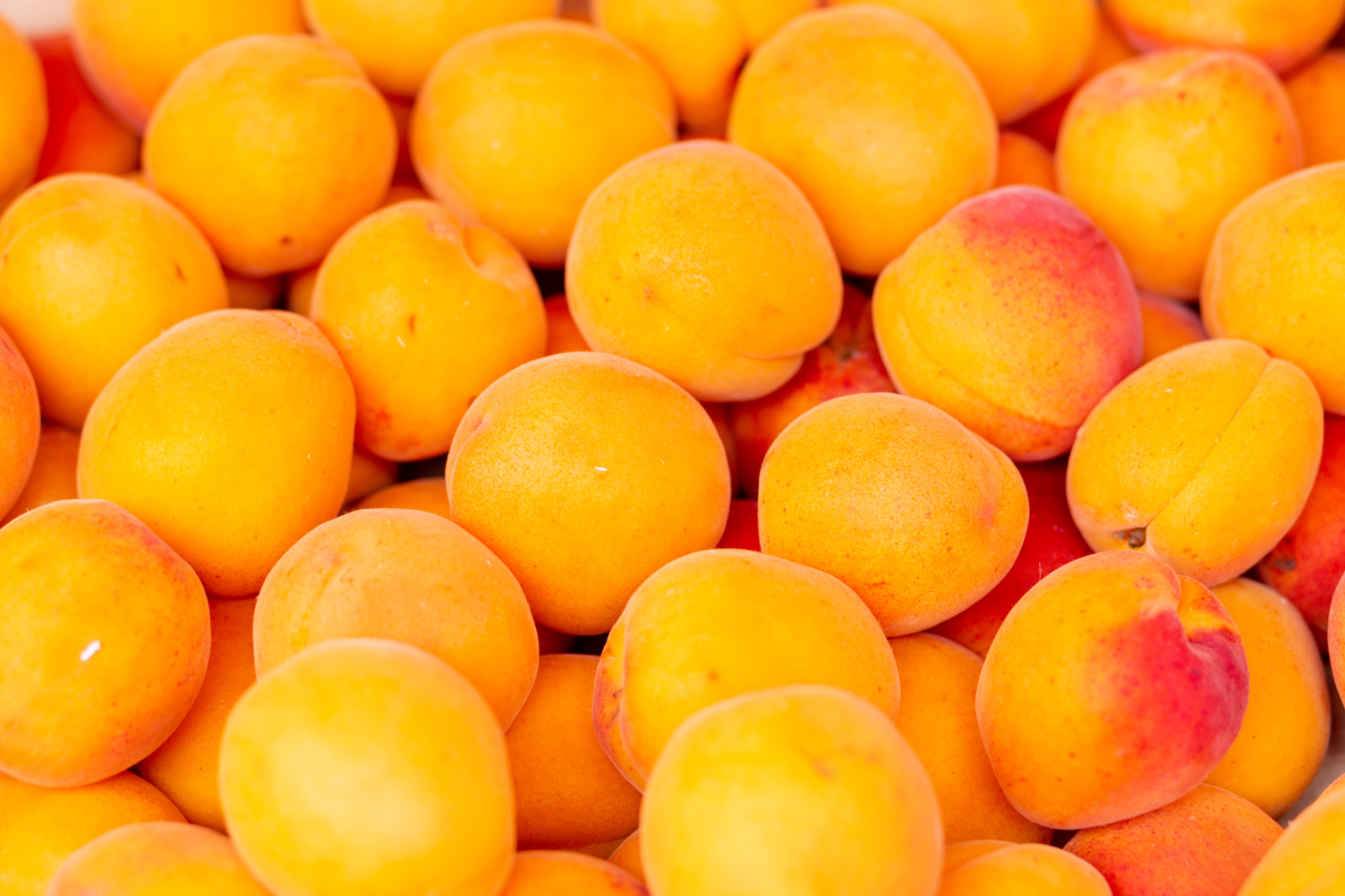 67292 скачать картинку абрикосы, фрукты, еда, желтый, спелый, свежий - обои и заставки бесплатно